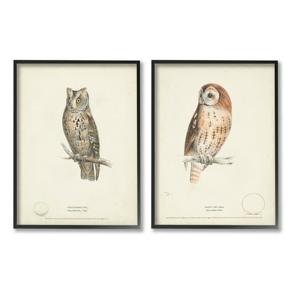 Stupell Industries Owl Breeds Latin Study Page Detailed Bird Animal Graphic Art Black Framed Art Print Wall Art, Set of 2, Design by H. L. Meyer
