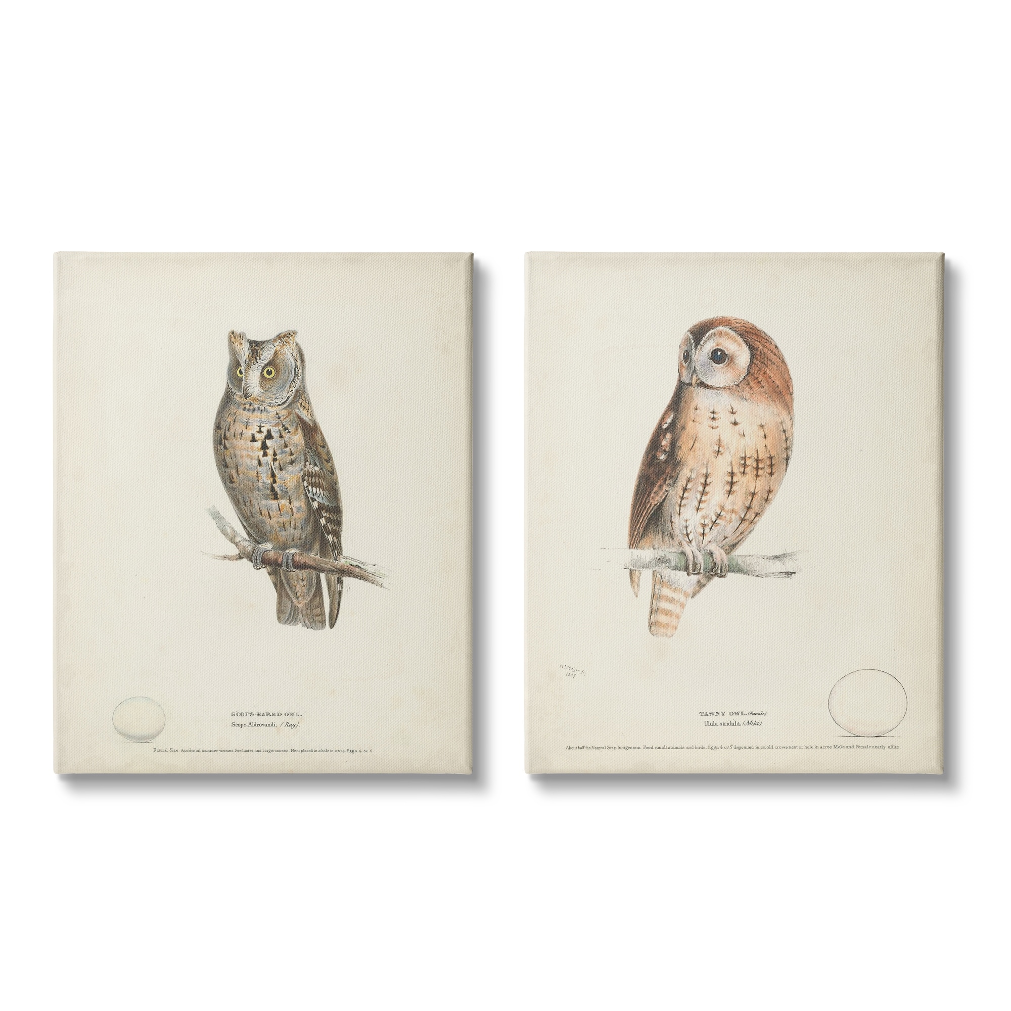 Stupell Industries Owl Breeds Latin Study Page Detailed Bird Animal Graphic Art Gallery Wrapped Canvas Print Wall Art, Set of 2, Design by H. L. Meyer