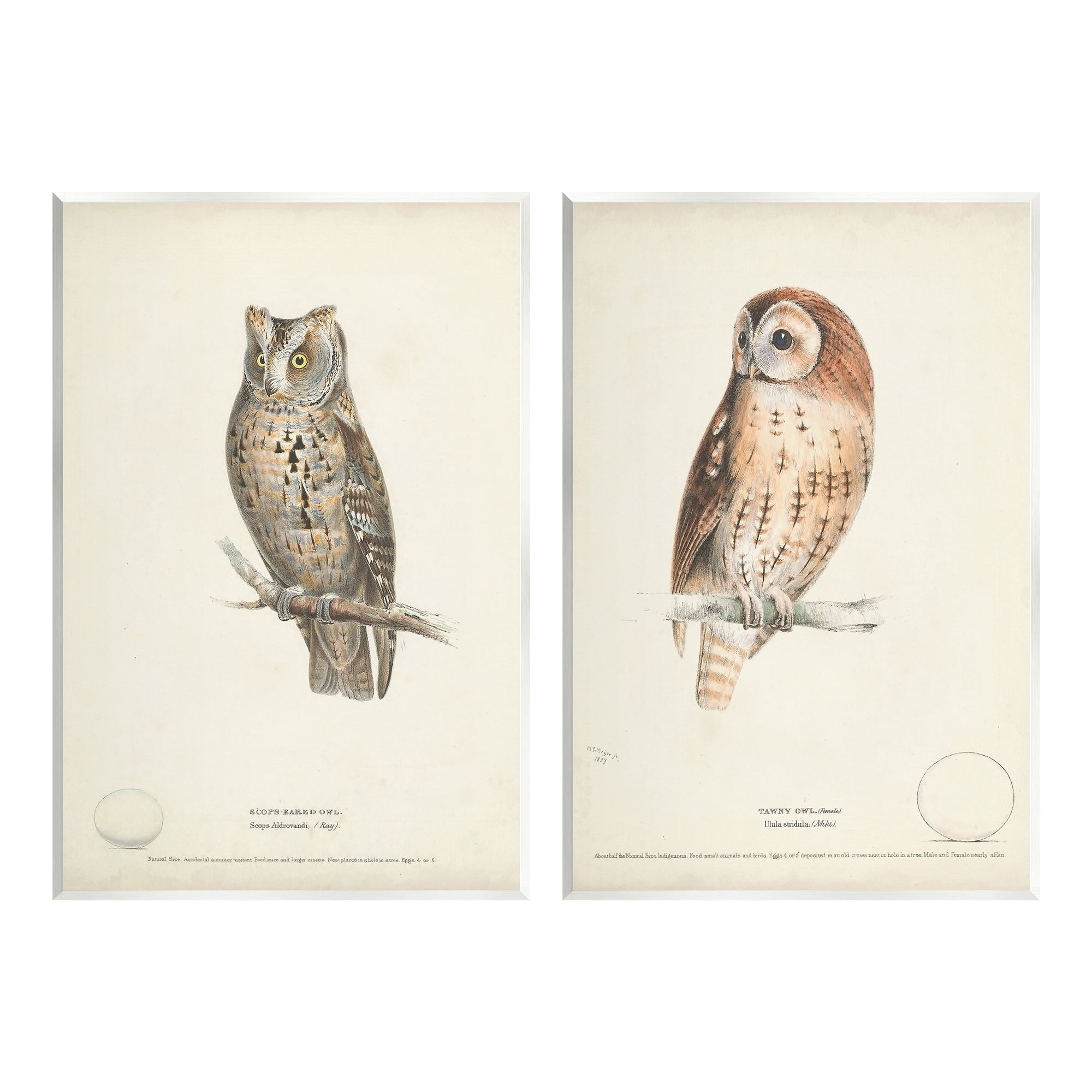 Stupell Industries Owl Breeds Latin Study Page Detailed Bird Animal Graphic Art Unframed Art Print Wall Art, Set of 2, Design by H. L. Meyer