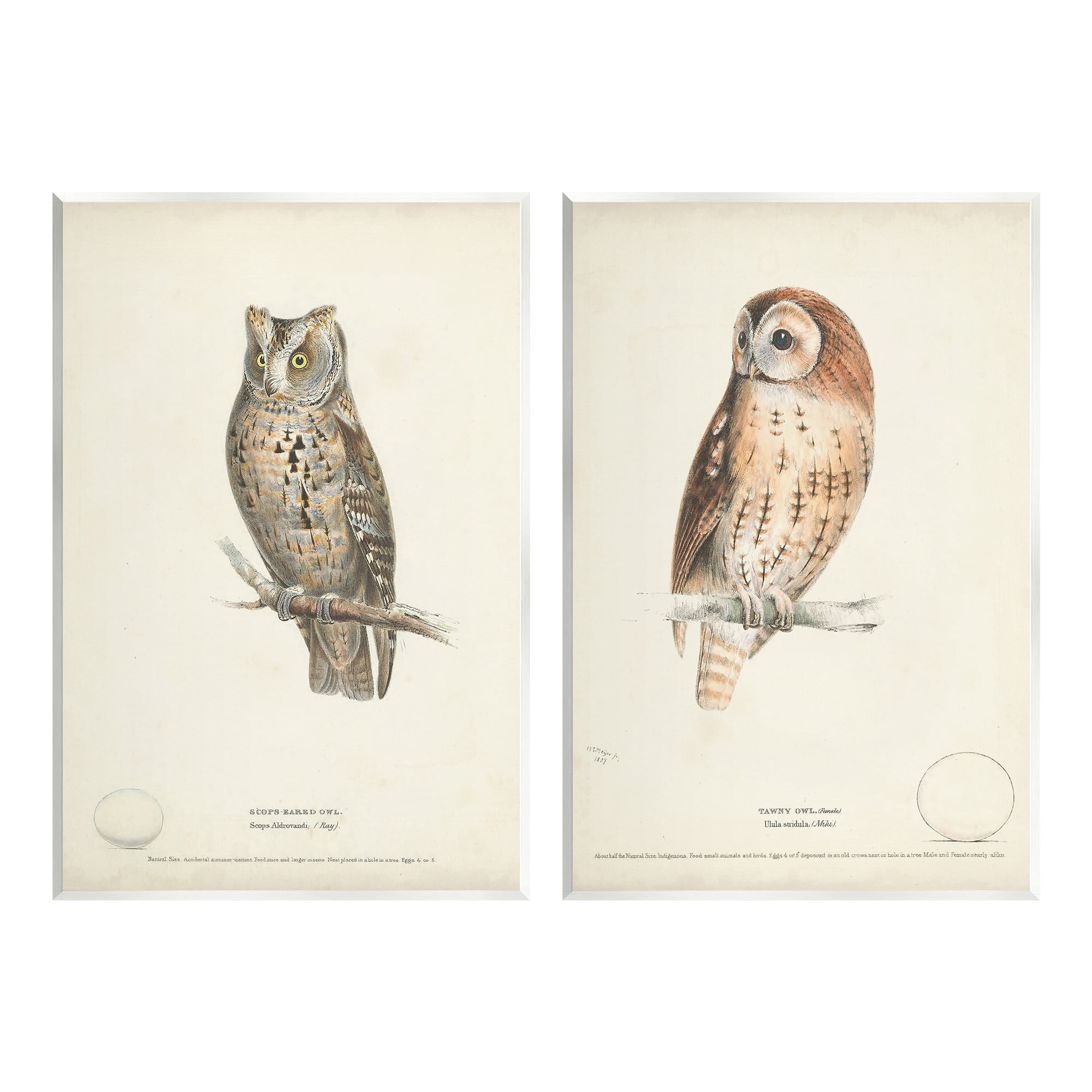 Stupell Industries Owl Breeds Latin Study Page Detailed Bird Animal Graphic Art Unframed Art Print Wall Art, Set of 2, Design by H. L. Meyer