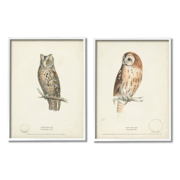 Stupell Industries Owl Breeds Latin Study Page Detailed Bird Animal Graphic Art White Framed Art Print Wall Art, Set of 2, Design by H. L. Meyer