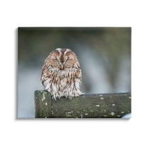 Stupell Industries Owl Perched Fence Post Wildlife Nature Photography Photograph Gallery Wrapped Canvas Print Wall Art, Design by James Dobson