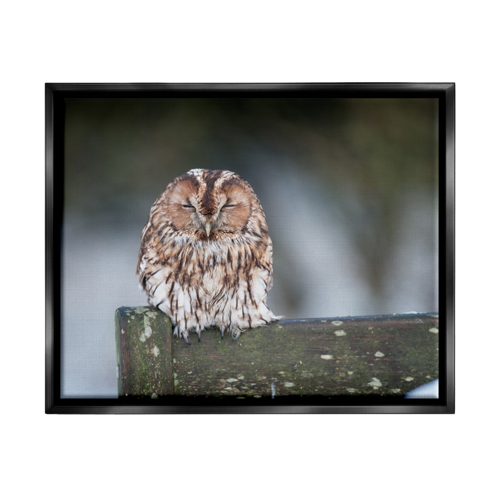 Stupell Industries Owl Perched Fence Post Wildlife Nature Photography Photograph Jet Black Floating Framed Canvas Print Wall Art, Design by James Dobson