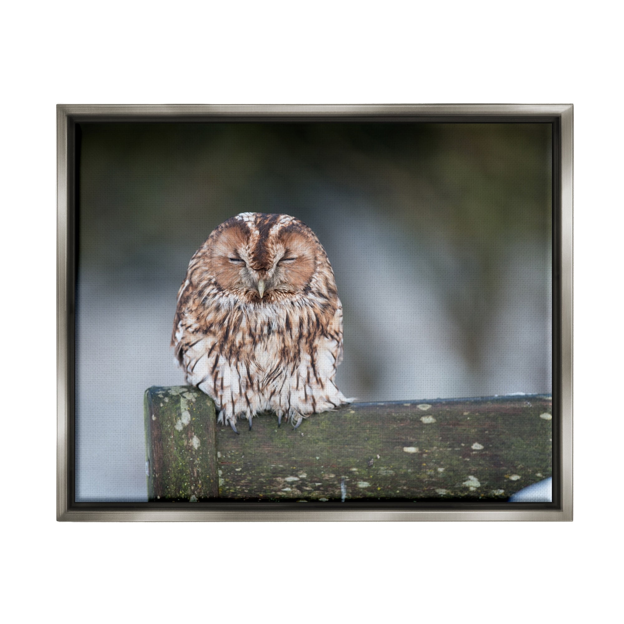 Stupell Industries Owl Perched Fence Post Wildlife Nature Photography Photograph Luster Gray Floating Framed Canvas Print Wall Art, Design by James Dobson