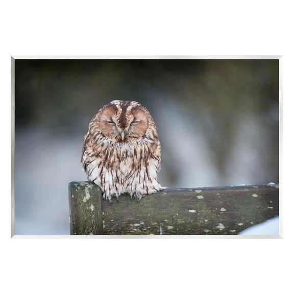 Stupell Industries Owl Perched Fence Post Wildlife Nature Photography Photograph Unframed Art Print Wall Art, Design by James Dobson