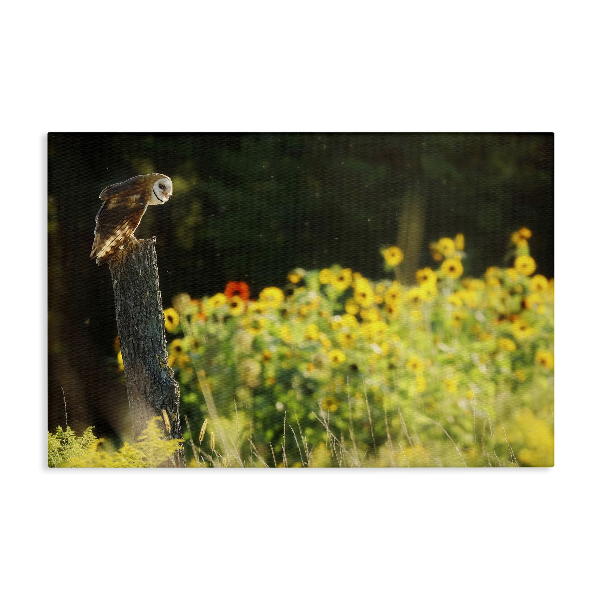 Stupell Industries Owl Perched in Meadow Landscape Photography Gallery Wrapped Canvas Art Print Wall Art, 45 x 30