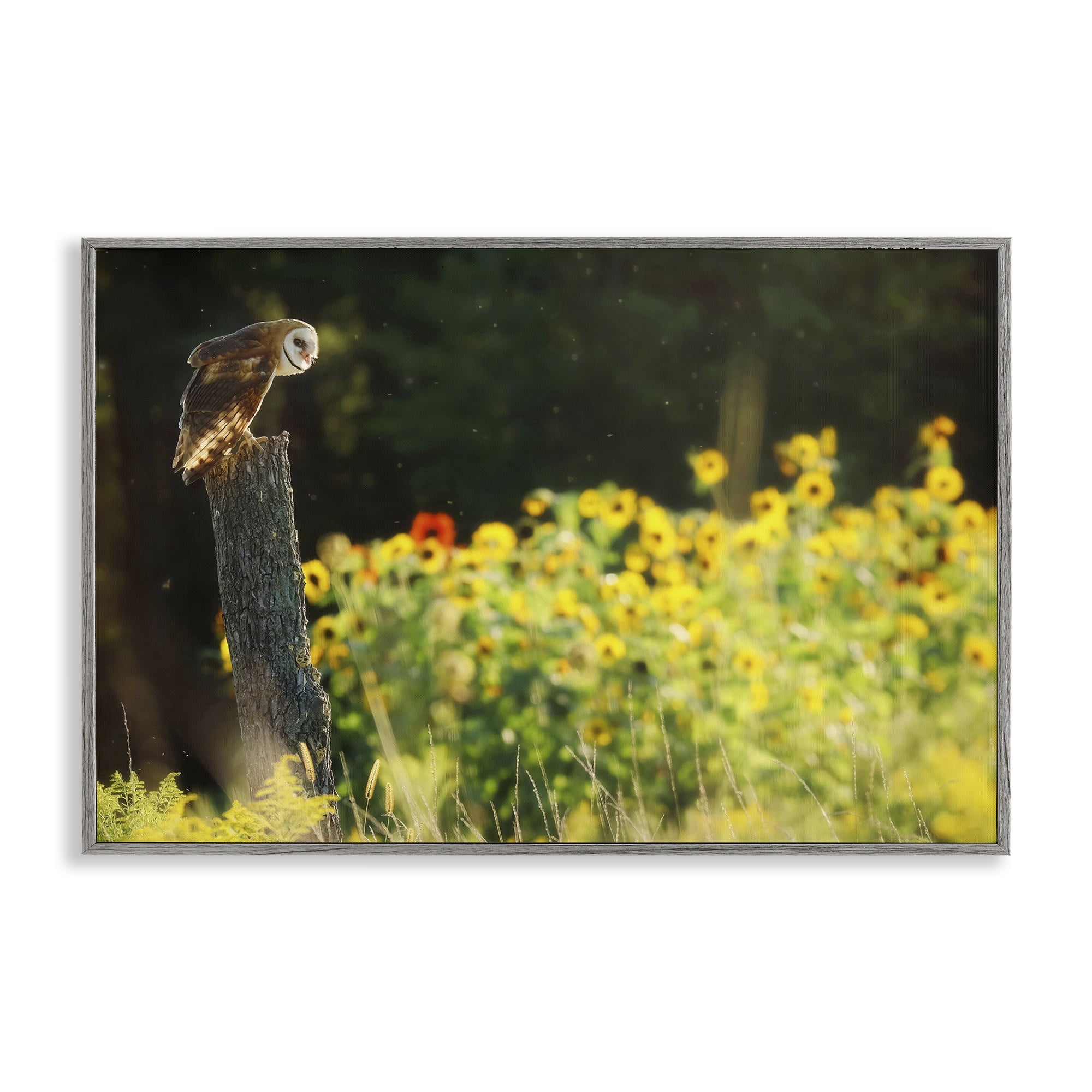 Stupell Industries Owl Perched in Meadow Landscape Photography Gray Framed Art Print Wall Art, 30 x 20
