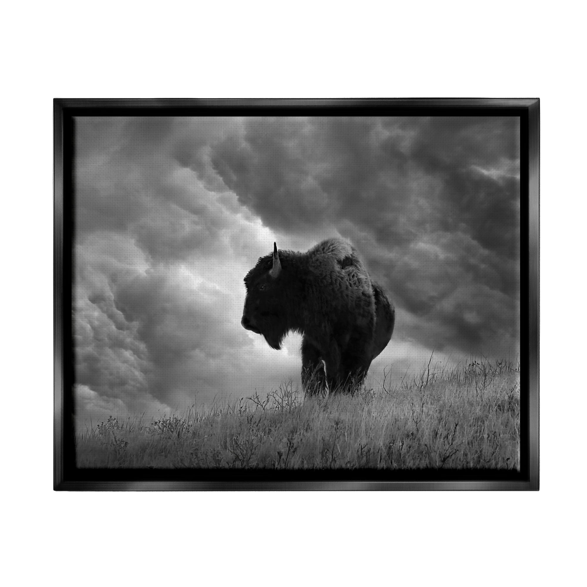 Stupell Industries Ox in Cloudy Landscape Animals & Insects Photography Black Floater Framed Canvas Art Print Wall Art, 31 x 25