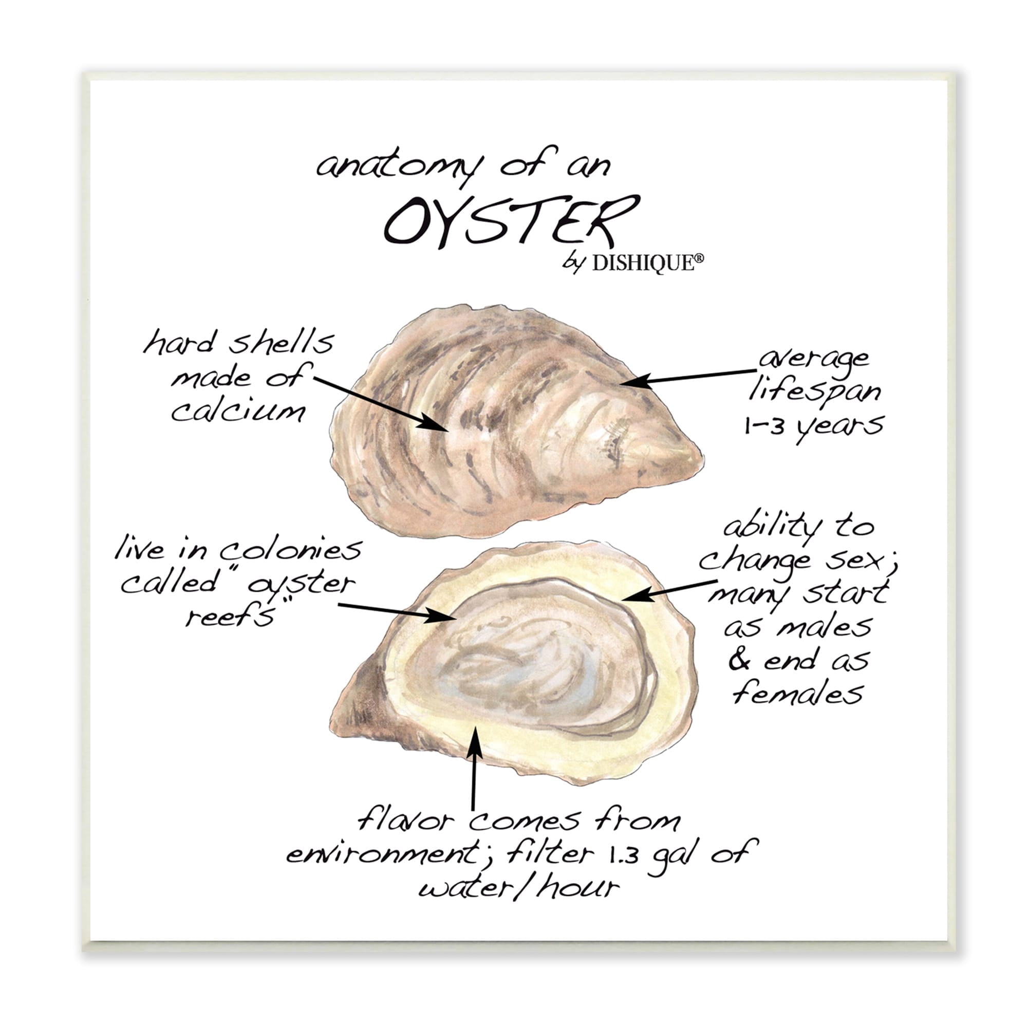 Stupell Industries Oyster Marine Life Anatomy Facts Educational Diagram Graphic Art Unframed Art Print Wall Art, Design by Dishique