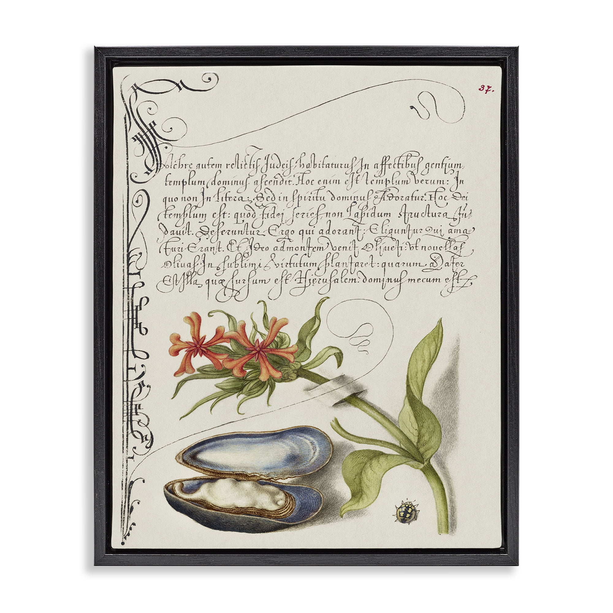 Stupell Industries Oyster & Plant Study Text & Numbers Painting Black Floater Framed Canvas Art Print Wall Art, 17 x 21