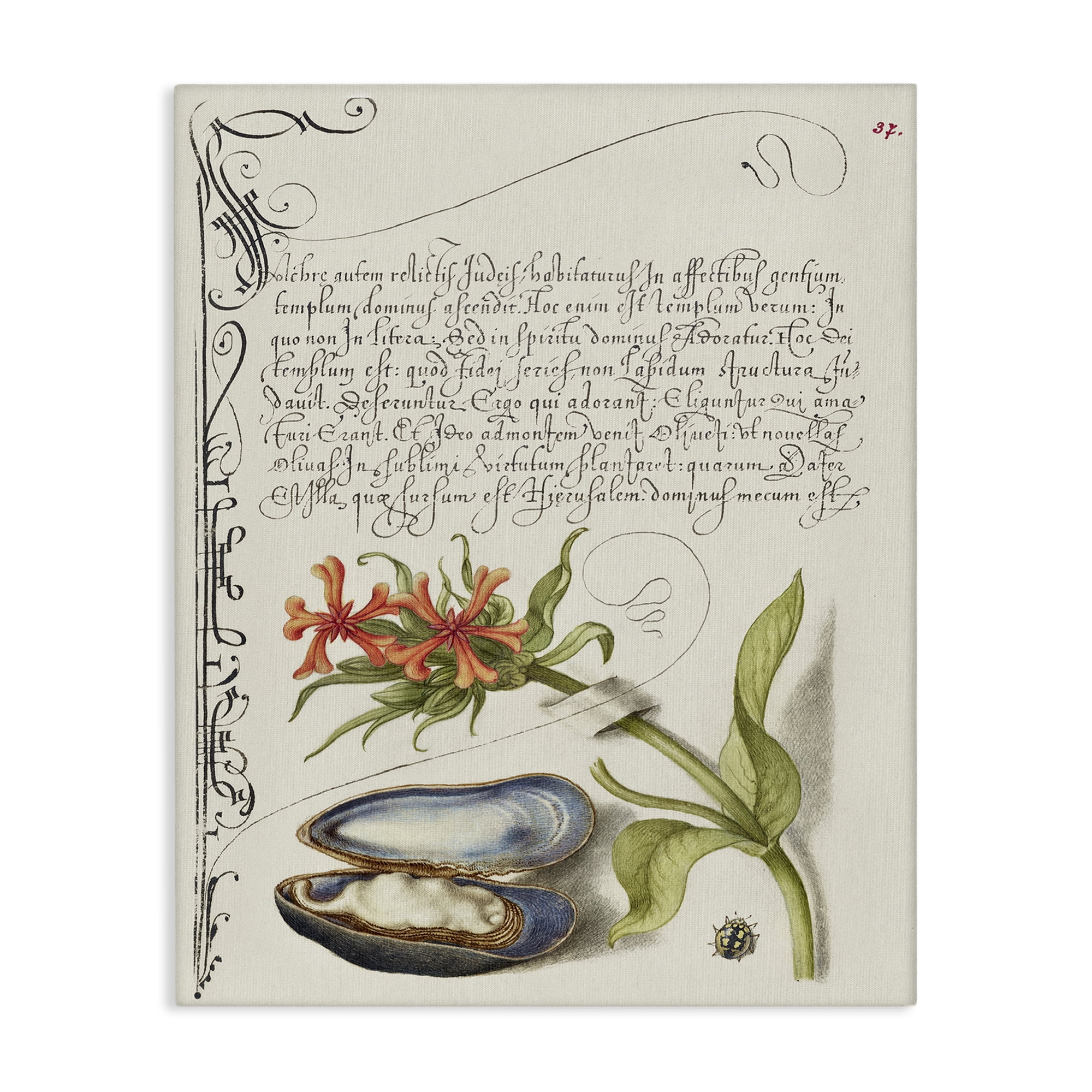 Stupell Industries Oyster & Plant Study Text & Numbers Painting Wrapped Canvas Art Print Wall Art, 16 x 20