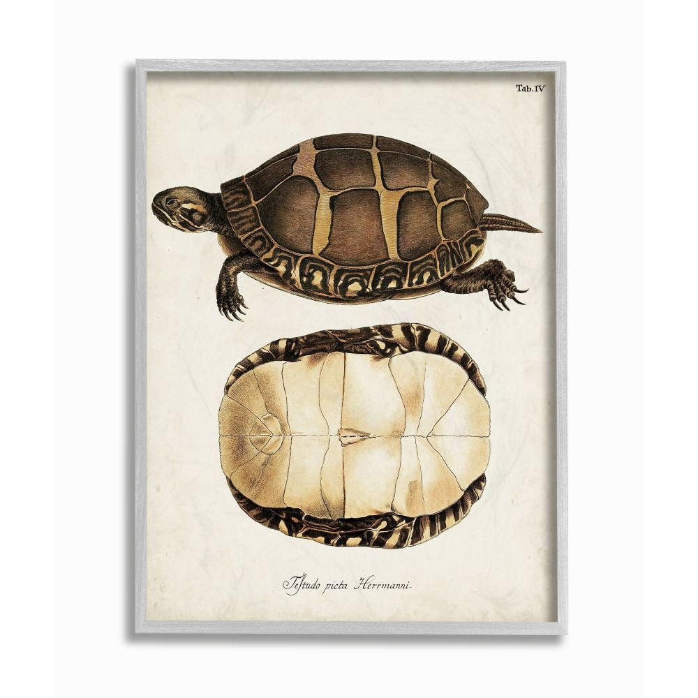 Stupell Industries Painted Turtle Shell Latin Scientific Animal Study Designed by Unknown Artist