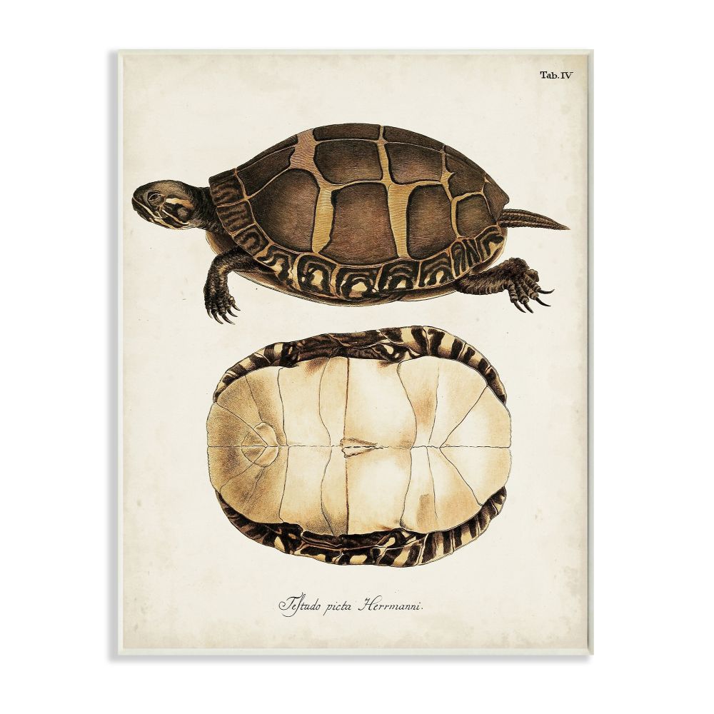 Stupell Industries Painted Turtle Shell Latin Scientific Animal Study Designed by Unknown Artist