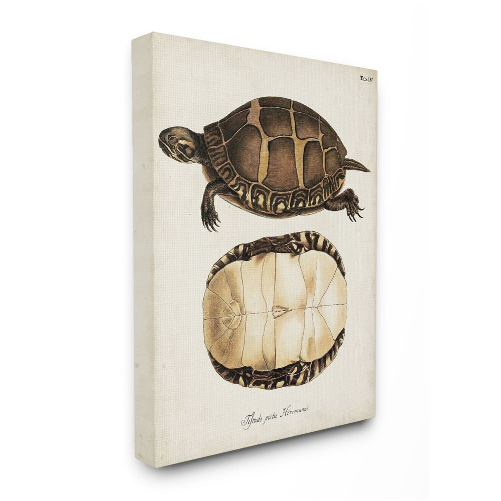 Stupell Industries Painted Turtle Shell Latin Scientific Animal Study Designed by Unknown Artist