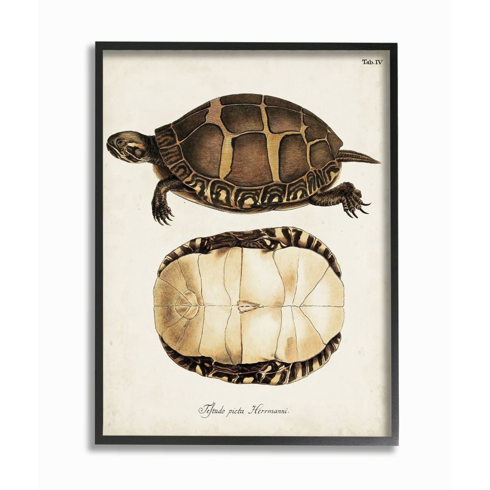 Stupell Industries Painted Turtle Shell Latin Scientific Animal Study Designed by Unknown Artist