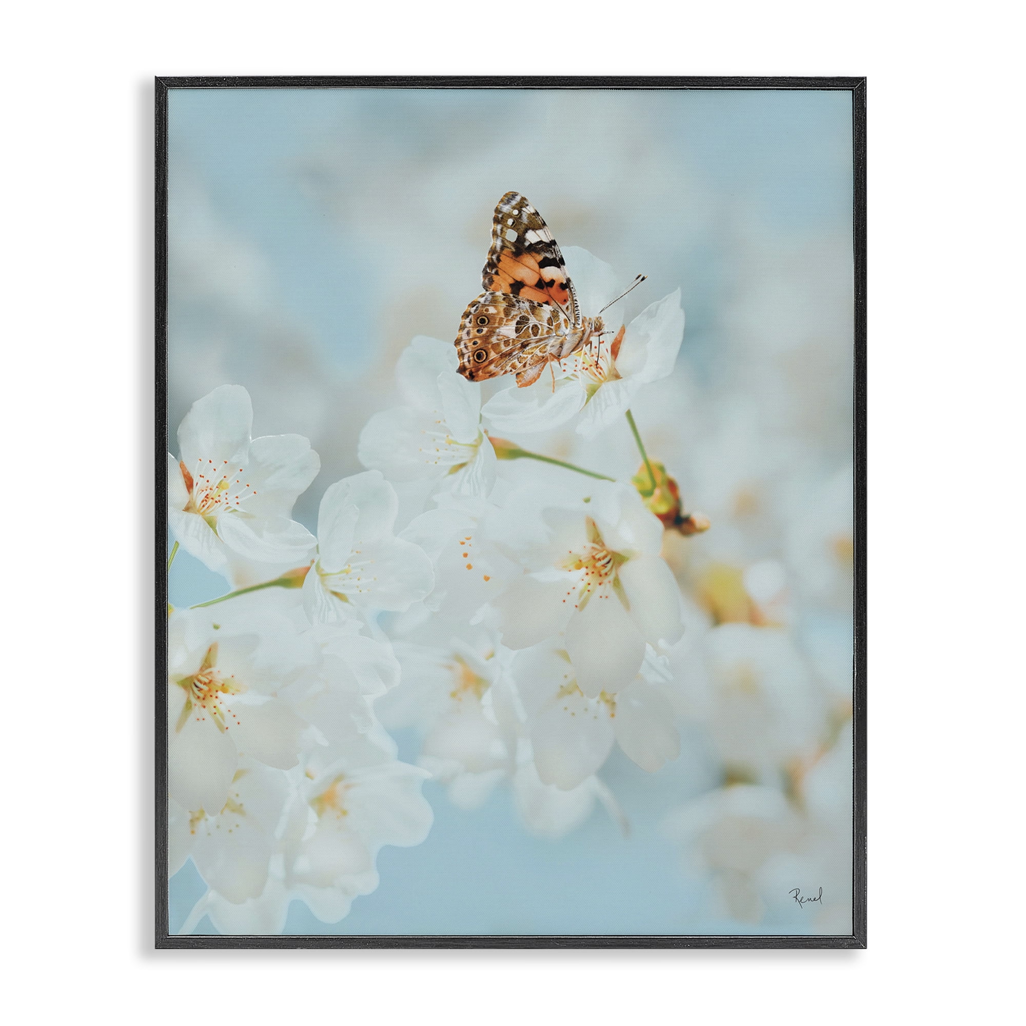 Stupell Industries Pale Blossoms & Butterfly Animals & Insects Photography Black Framed Art Print Wall Art, 16 x 20