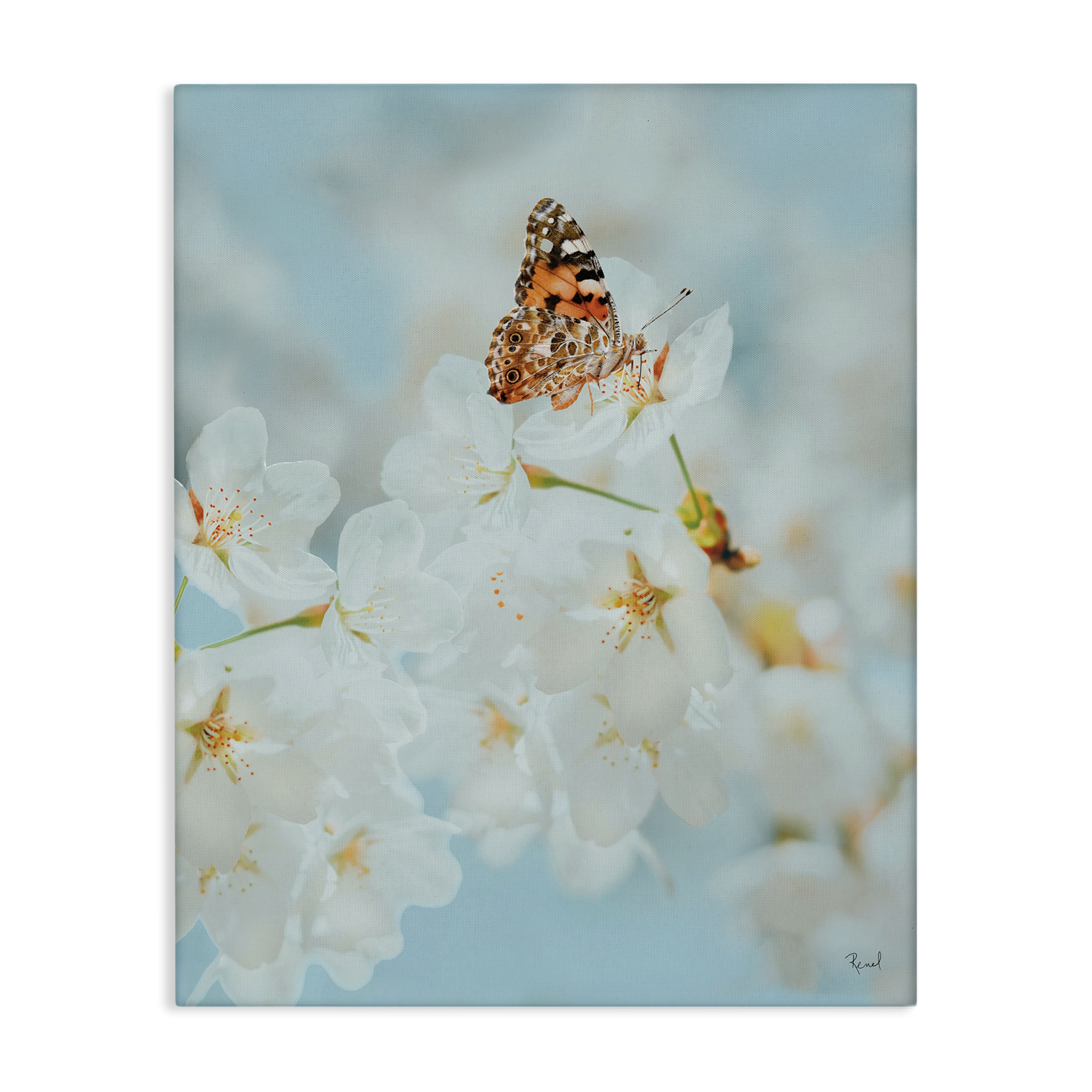 Stupell Industries Pale Blossoms & Butterfly Animals & Insects Photography Gallery Wrapped Canvas Art Print Wall Art, 36 x 48