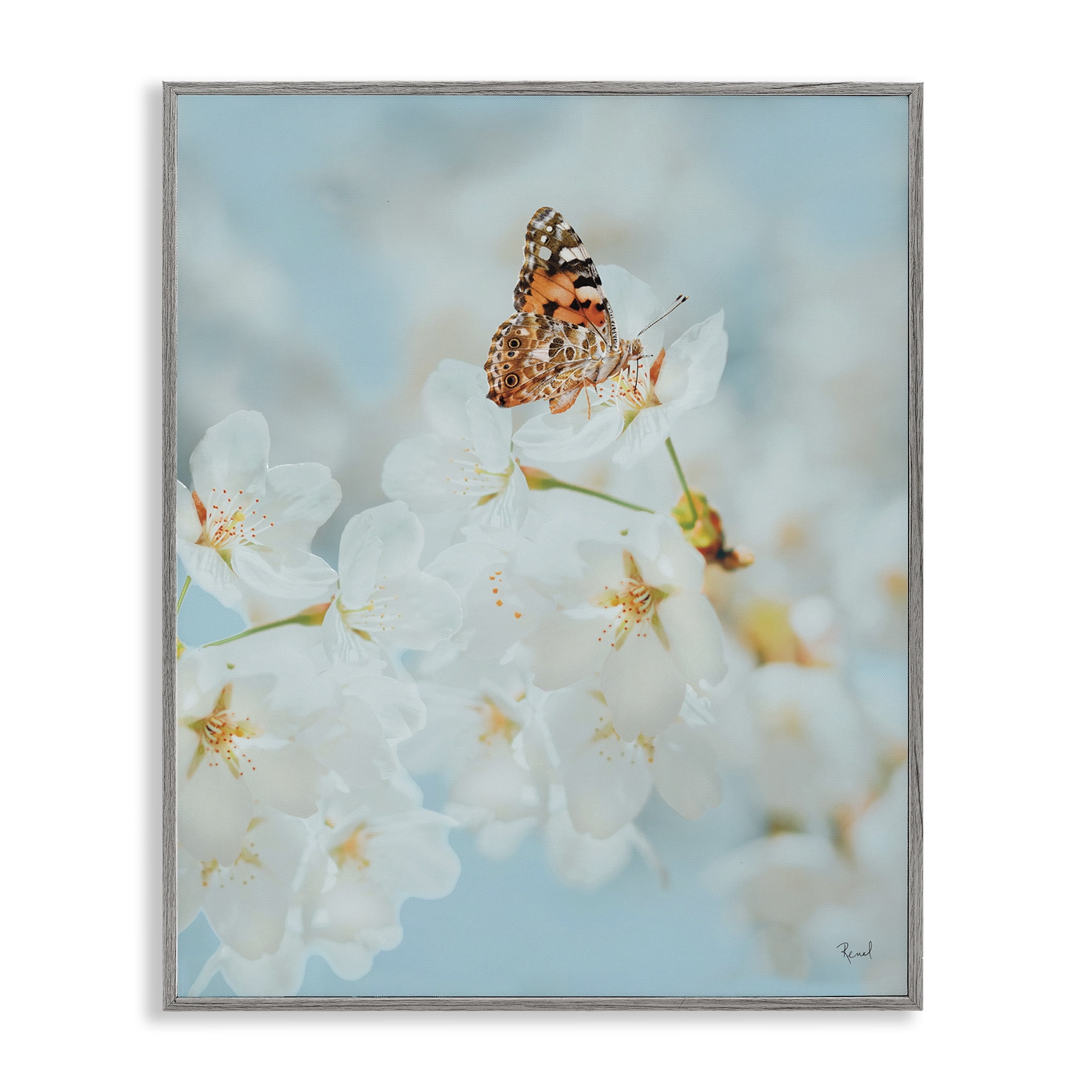 Stupell Industries Pale Blossoms & Butterfly Animals & Insects Photography Gray Framed Art Print Wall Art, 11 x 14
