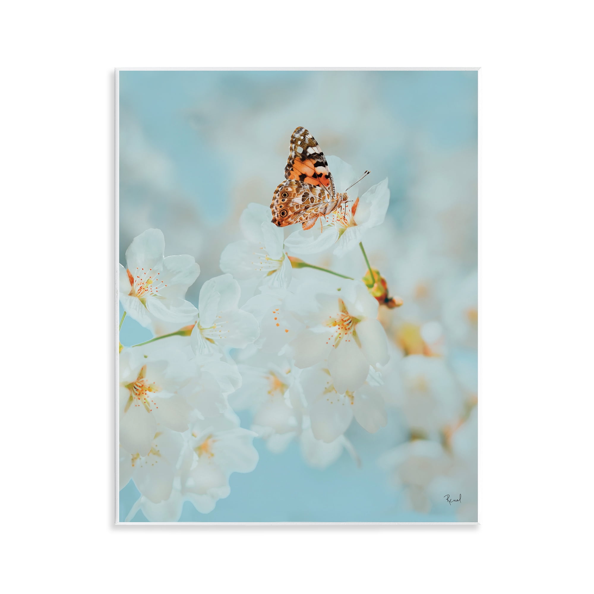 Stupell Industries Pale Blossoms & Butterfly Animals & Insects Photography Unframed Art Print Wall Art, 11 x 14