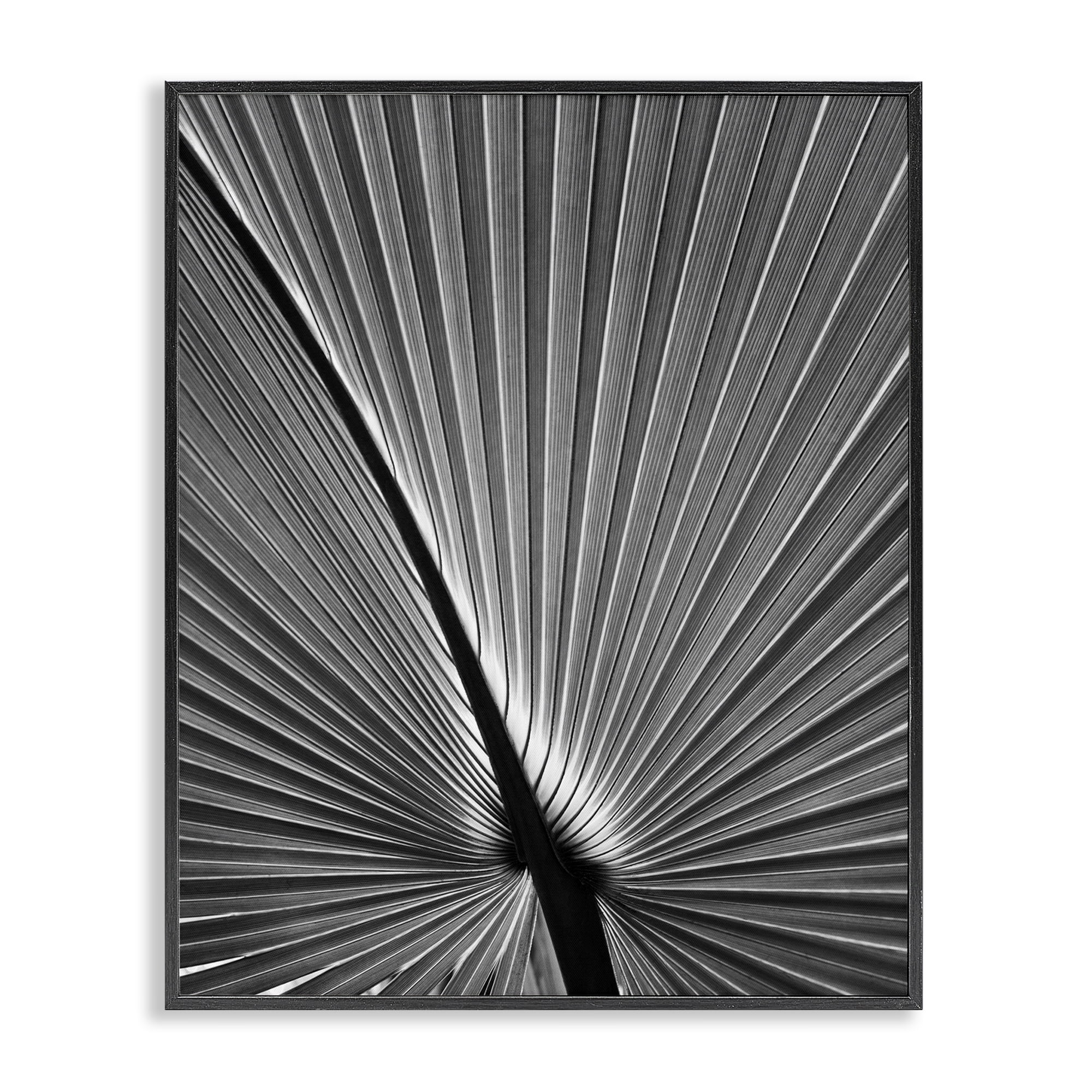 Stupell Industries Palm Frond Detail Botanical & Floral Photography Black Framed Art Print Wall Art, 16 x 20