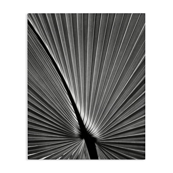 Stupell Industries Palm Frond Detail Botanical & Floral Photography Gallery Wrapped Canvas Art Print Wall Art, 16 x 20