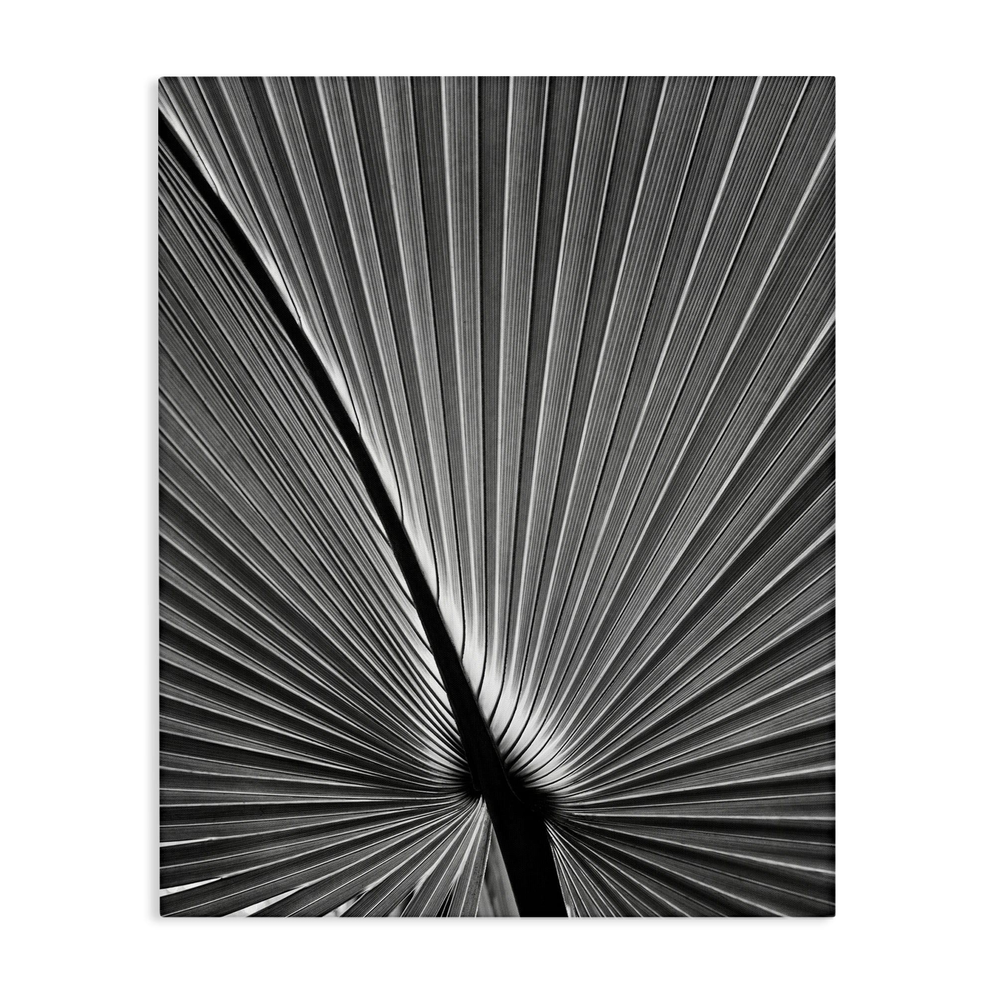 Stupell Industries Palm Frond Detail Botanical & Floral Photography Gallery Wrapped Canvas Art Print Wall Art, 30 x 40