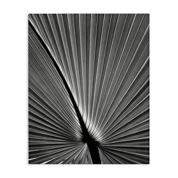 Stupell Industries Palm Frond Detail Botanical & Floral Photography Gallery Wrapped Canvas Art Print Wall Art, 30 x 40