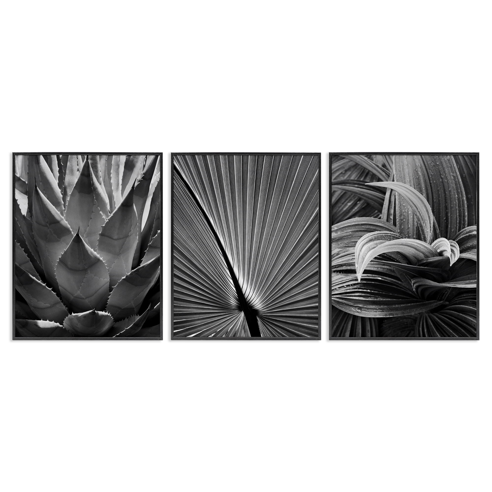 Stupell Industries Palm Frond Details Plants & Flowers Photography Black Framed Art Print Wall Art, 24 x 30, Set of 3