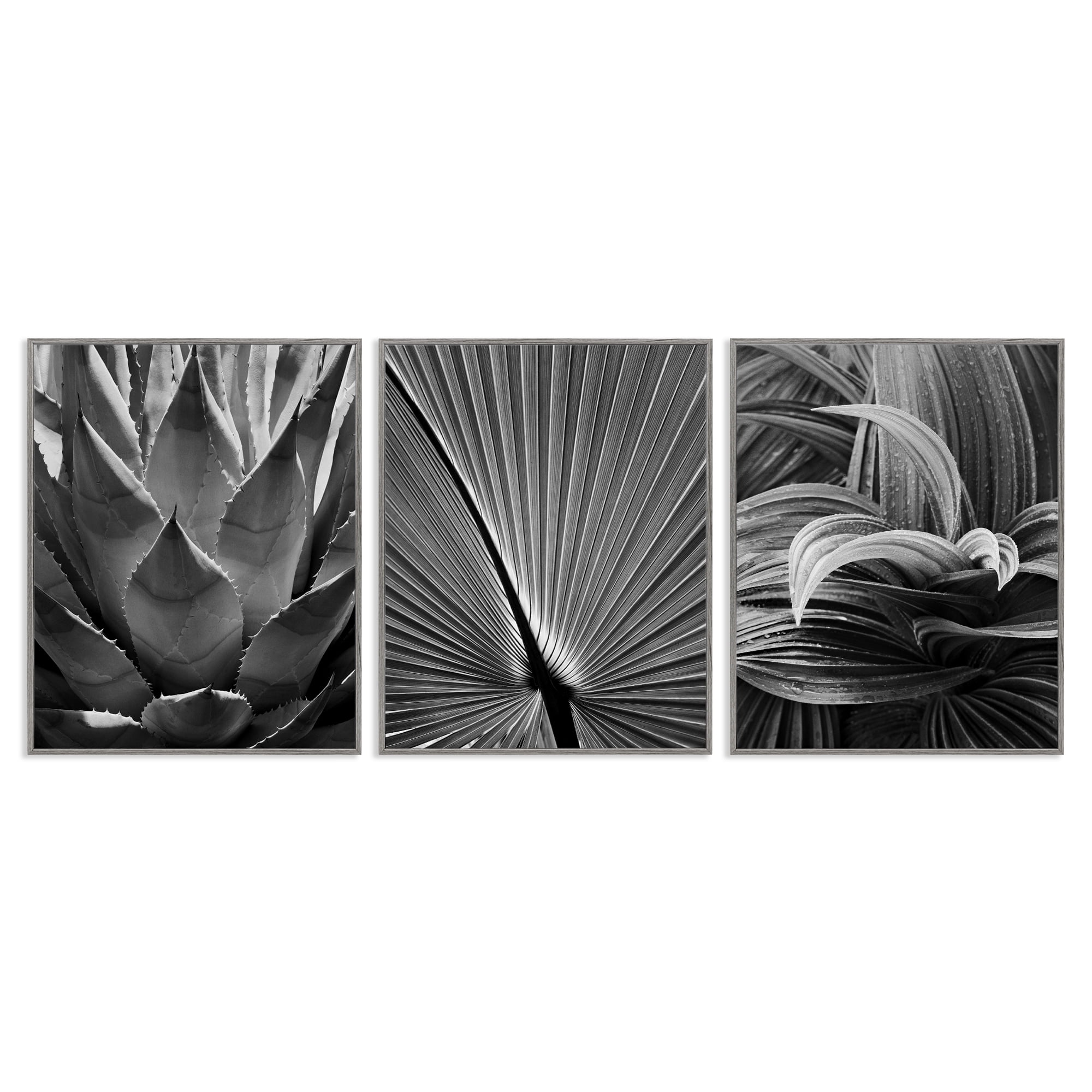 Stupell Industries Palm Frond Details Plants & Flowers Photography Gray Framed Art Print Wall Art, 11 x 14, Set of 3