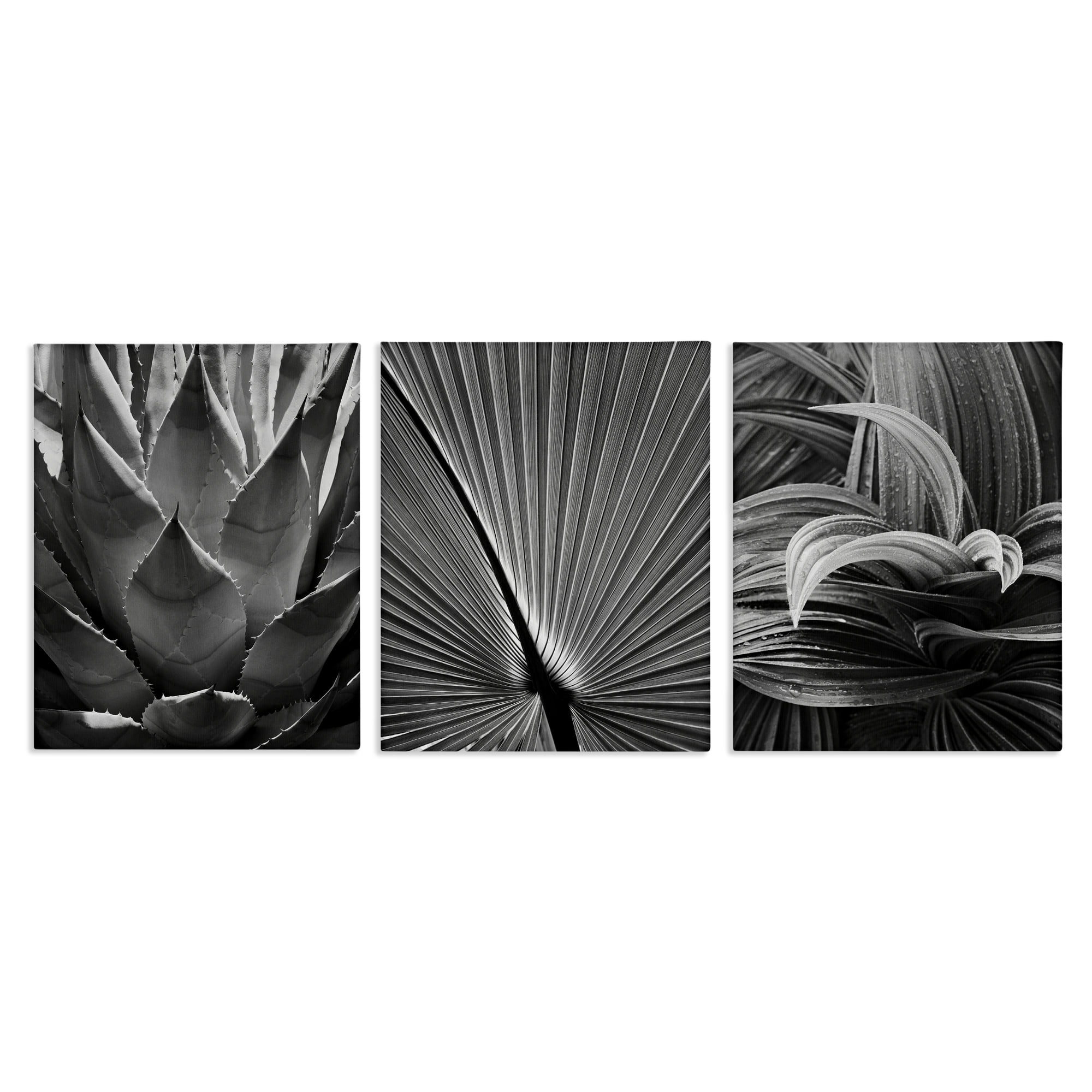 Stupell Industries Palm Frond Details Plants & Flowers Photography Wrapped Canvas Art Print Wall Art, 24 x 30, Set of 3