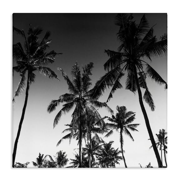 Stupell Industries Palm Sunset Stark Contrast Canvas Wall Art design by Danita Delimont, 17 x 17