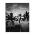 thumbnail image 1 of Stupell Industries Palm Tree Coast Photograph Canvas Wall Art design by Carol Robinson, 20 x 16, 1 of 7