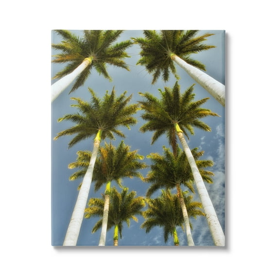 Stupell Industries Palm Trees Overhead Nature Photography Gallery Wrapped Canvas Print Wall Art, 16 x 20