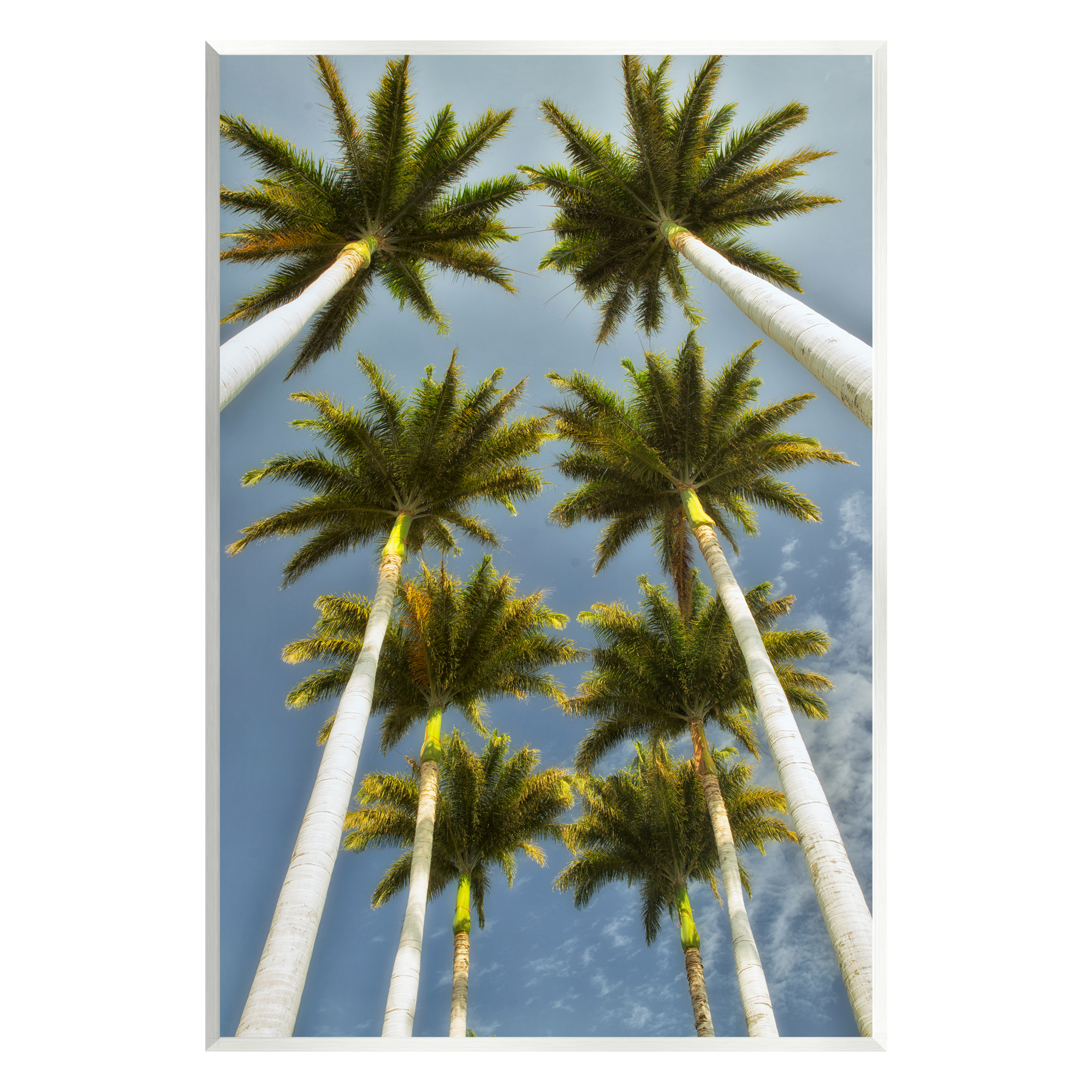 Stupell Industries Palm Trees Overhead Nature Photography Unframed Art Print Wall Art, 10 x 15