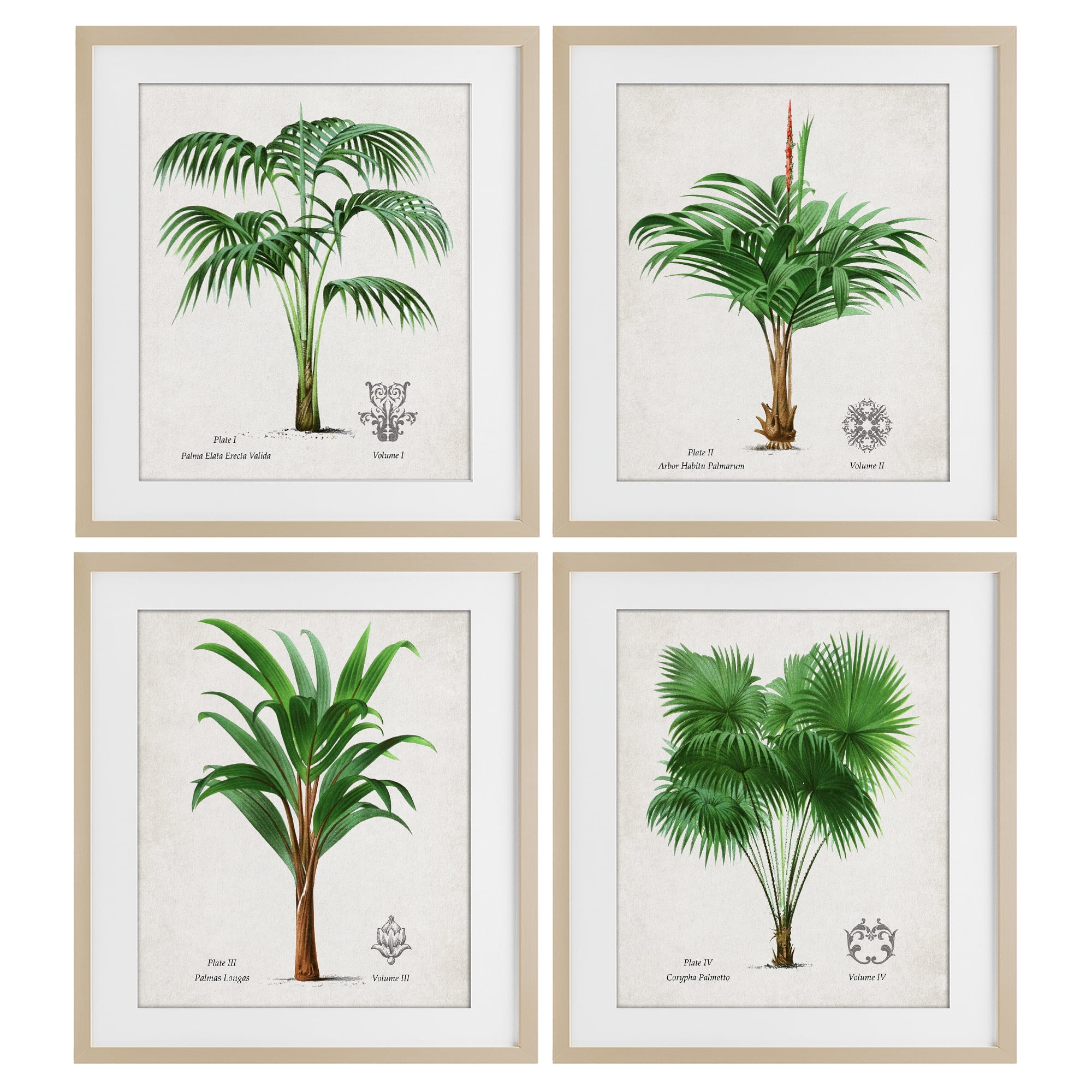 Stupell Industries Palm Varieties Studies 4 Piece Birch Framed Print Under Glass Set, design by Natalie Carpentieri