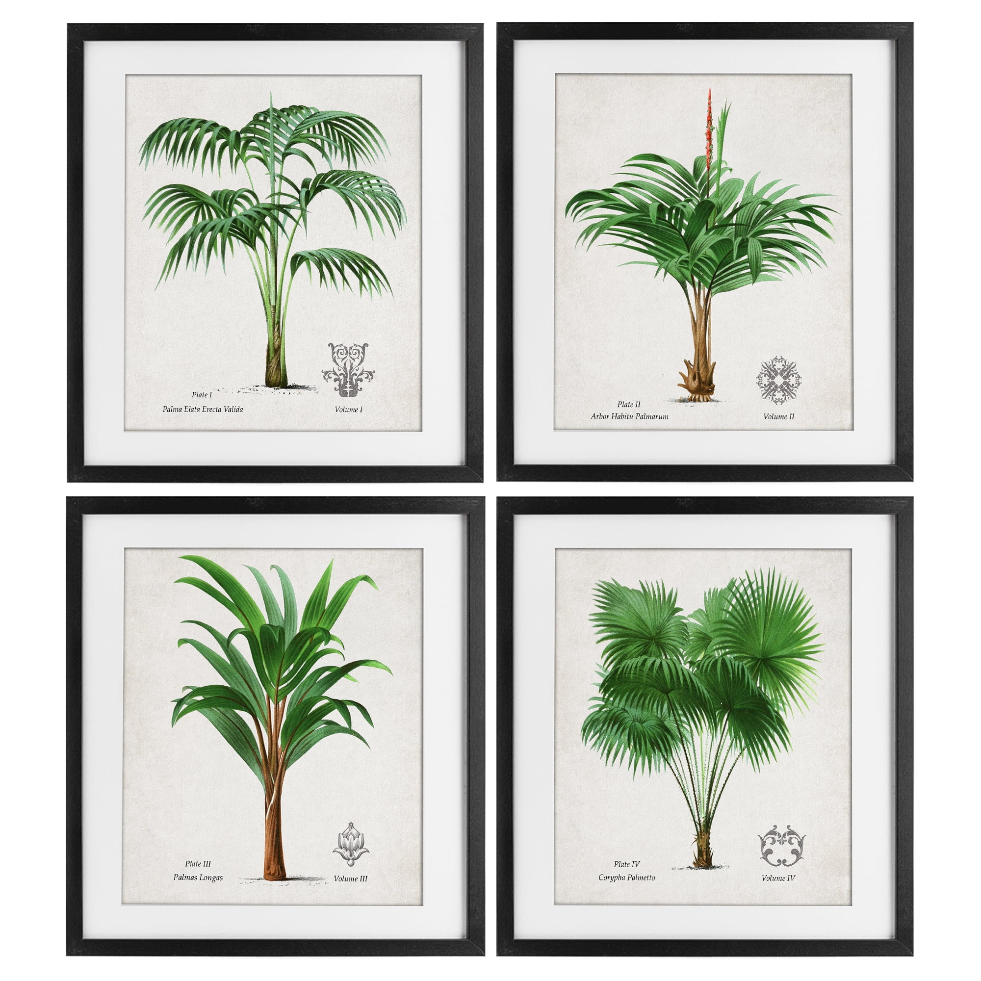 Stupell Industries Palm Varieties Studies 4 Piece Black Framed Print Under Glass Set, design by Natalie Carpentieri