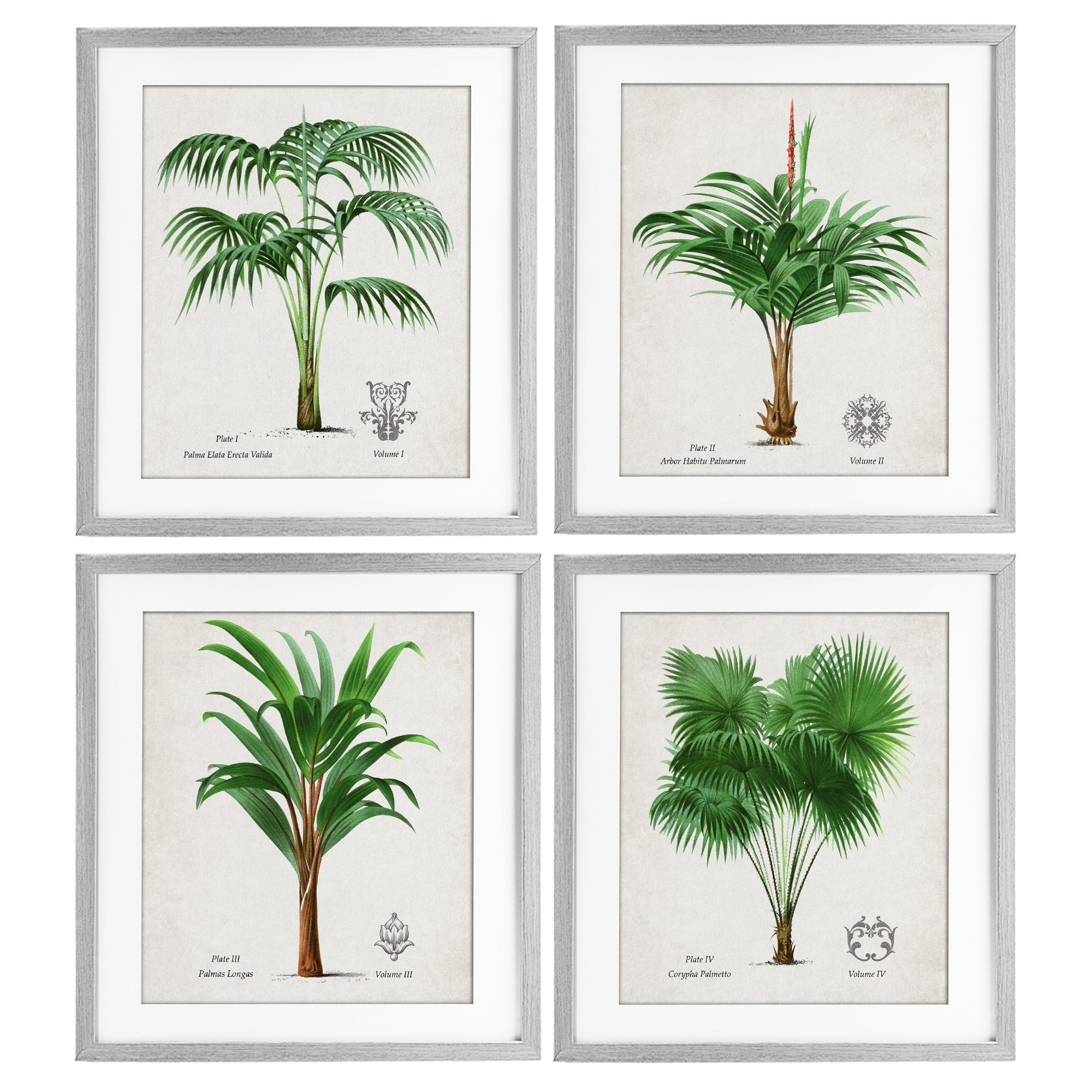 Stupell Industries Palm Varieties Studies 4 Piece Gray Framed Print Under Glass Set, design by Natalie Carpentieri