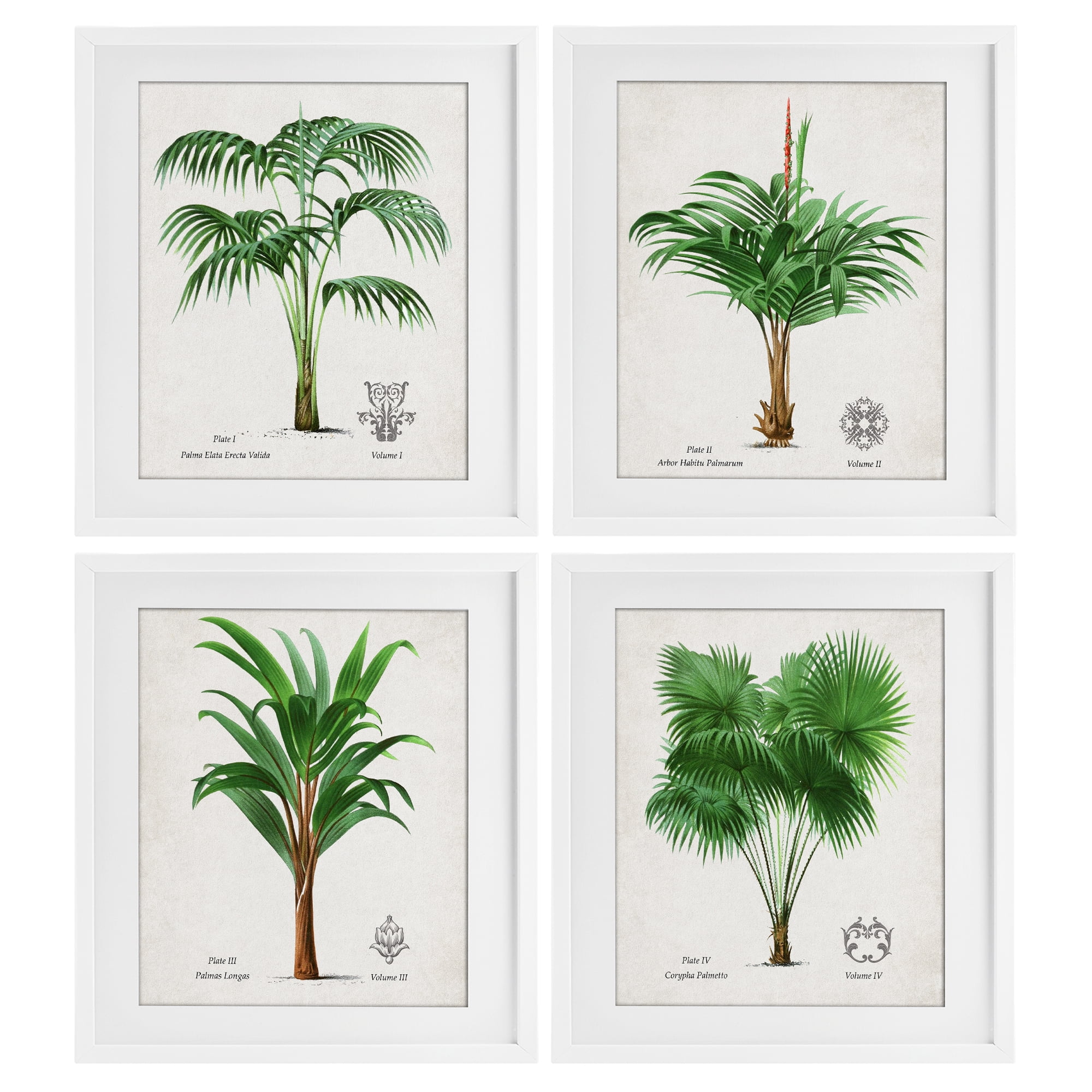 Stupell Industries Palm Varieties Studies 4 Piece White Framed Print Under Glass Set, design by Natalie Carpentieri