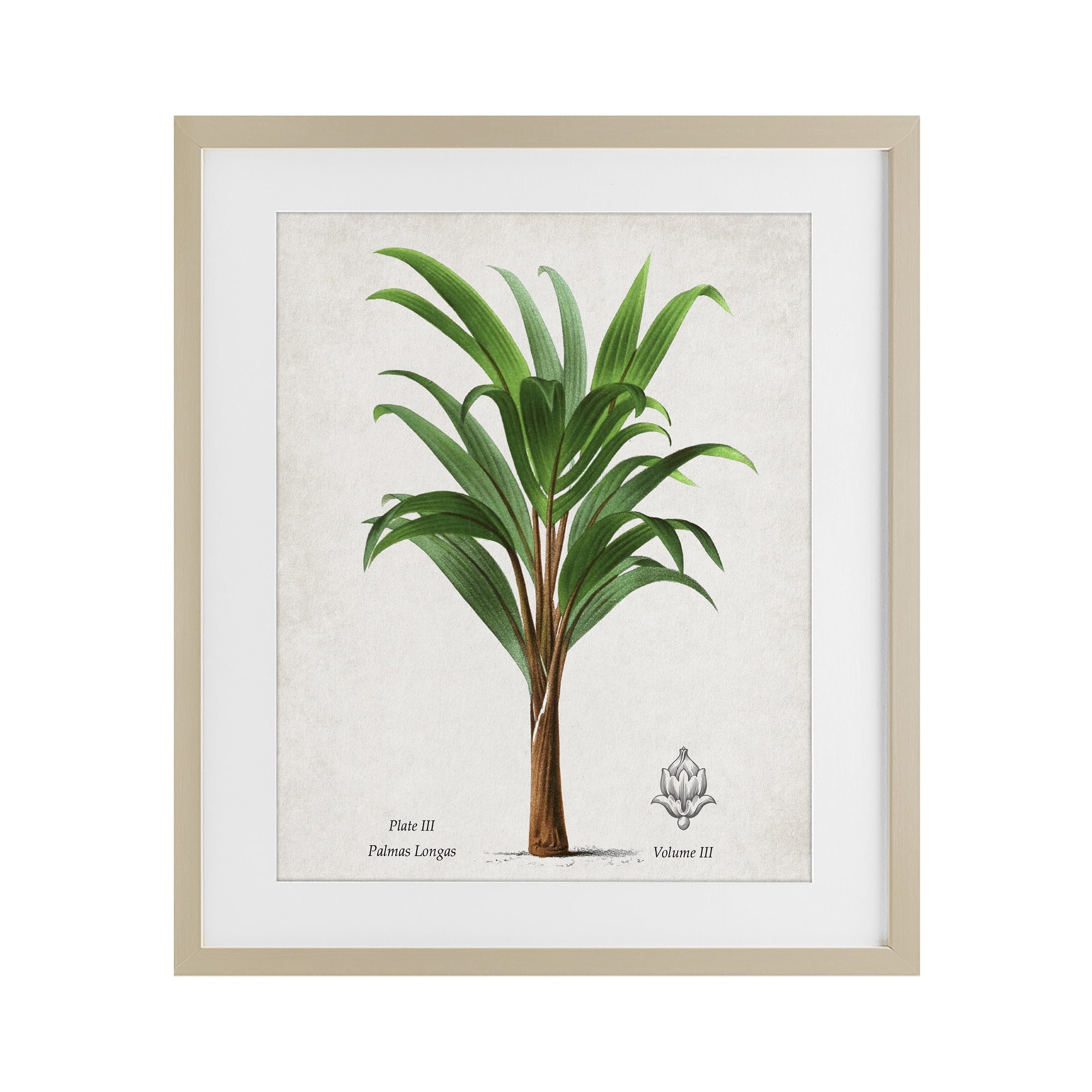Stupell Industries Palmas Longas Palm Tree Birch Framed Print Under Glass, design by Val Rhodes