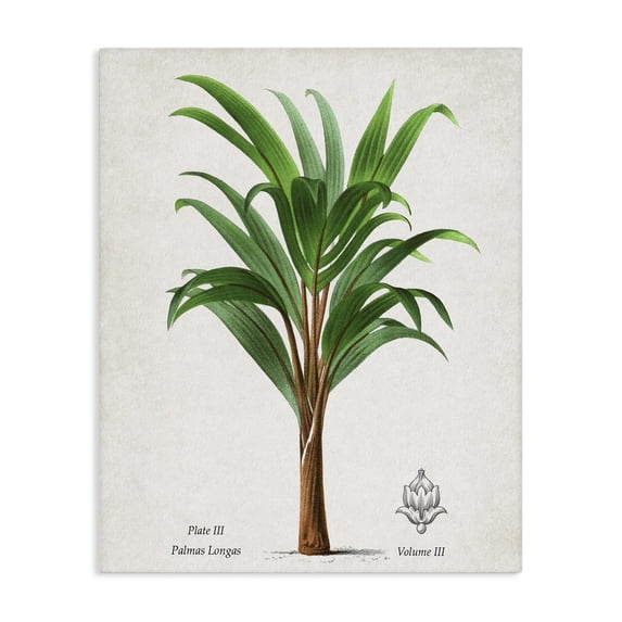 Stupell Industries Shabby Chic Palmas Longas Palm Tree Canvas Art, 16 x 20, by Val Rhodes