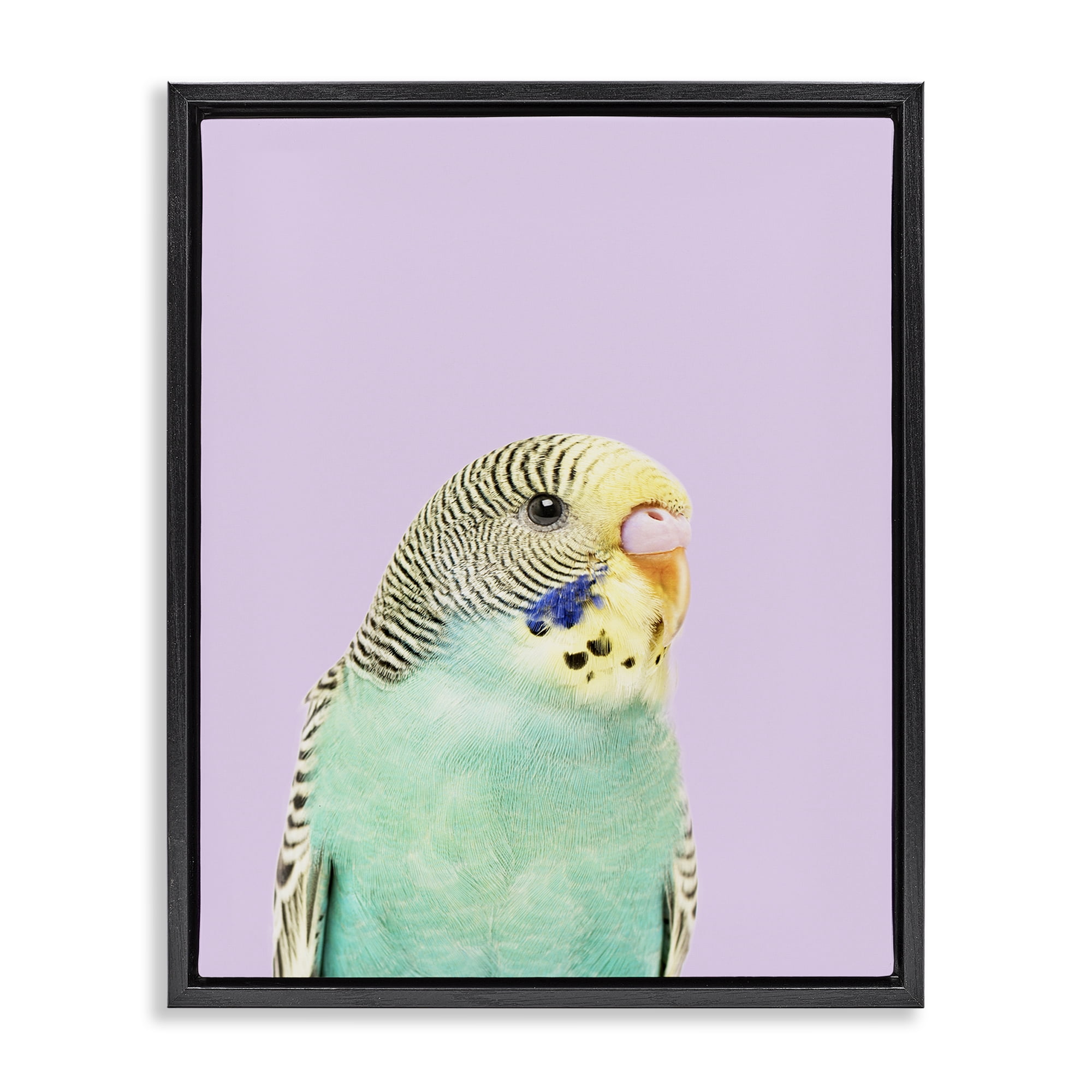 Stupell Industries Pastel Budgie Bird Animals Painting Black Floater Framed Canvas Art Print Wall Art, 25 x 31