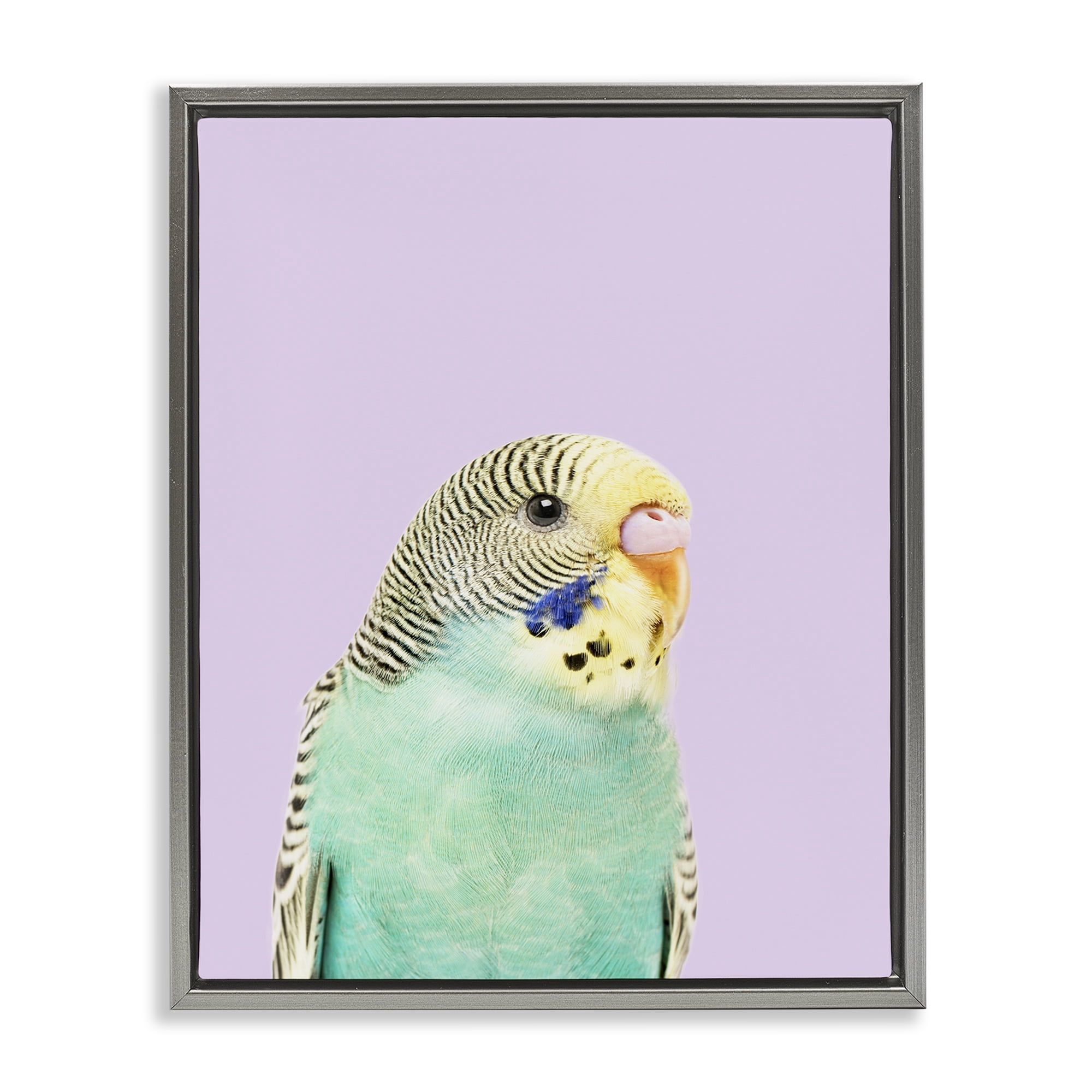 Stupell Industries Pastel Budgie Bird Animals Painting Gray Floater Framed Canvas Art Print Wall Art, 25 x 31