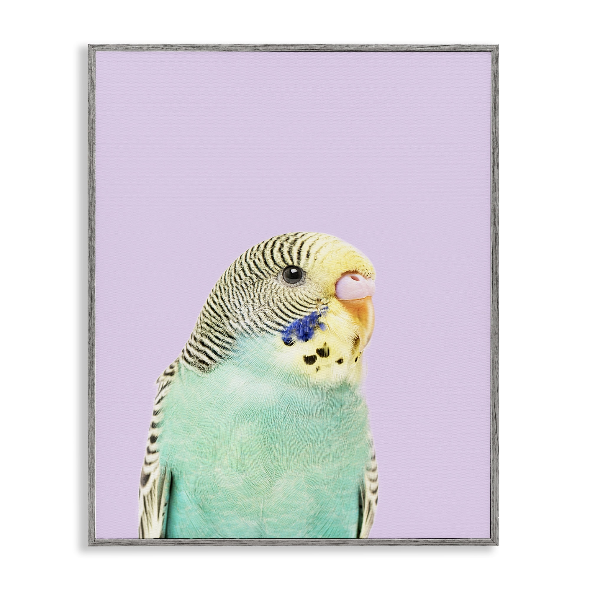 Stupell Industries Pastel Budgie Bird Animals Painting Gray Framed Art Print Wall Art, 24 x 30