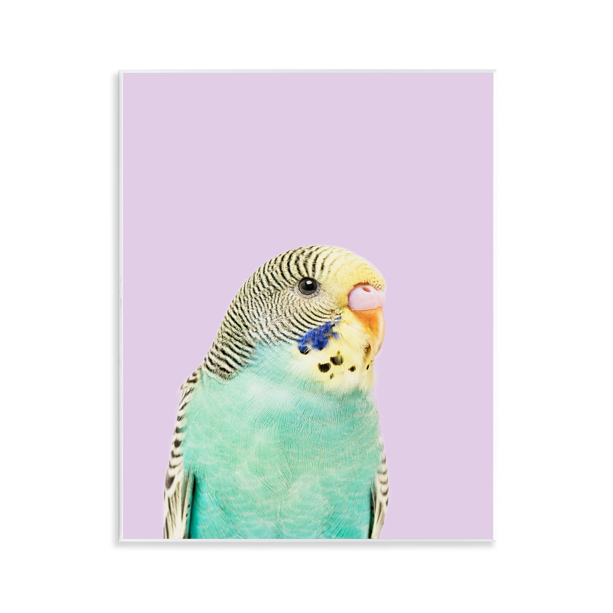 Stupell Industries Pastel Budgie Bird Animals Painting Unframed Art Print Wall Art, 11 x 14