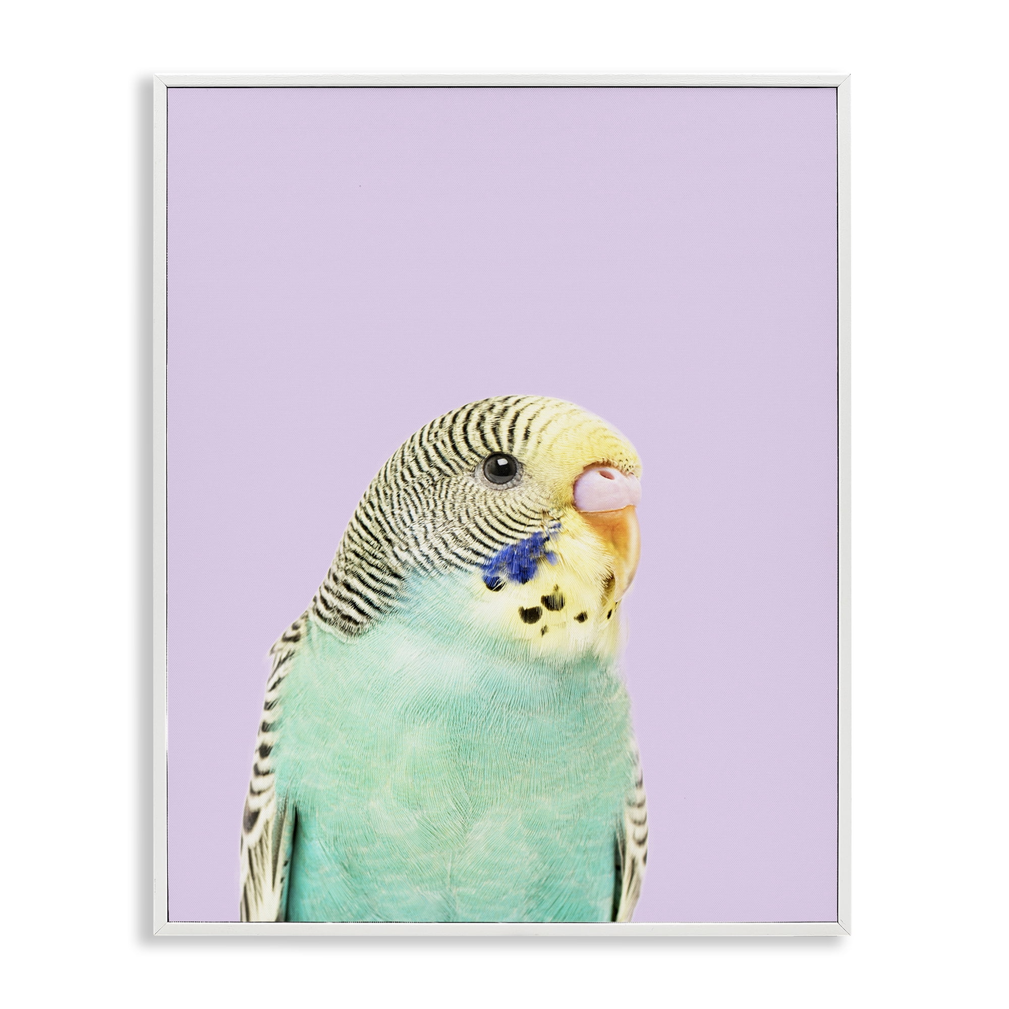 Stupell Industries Pastel Budgie Bird Animals Painting White Framed Art Print Wall Art, 16 x 20