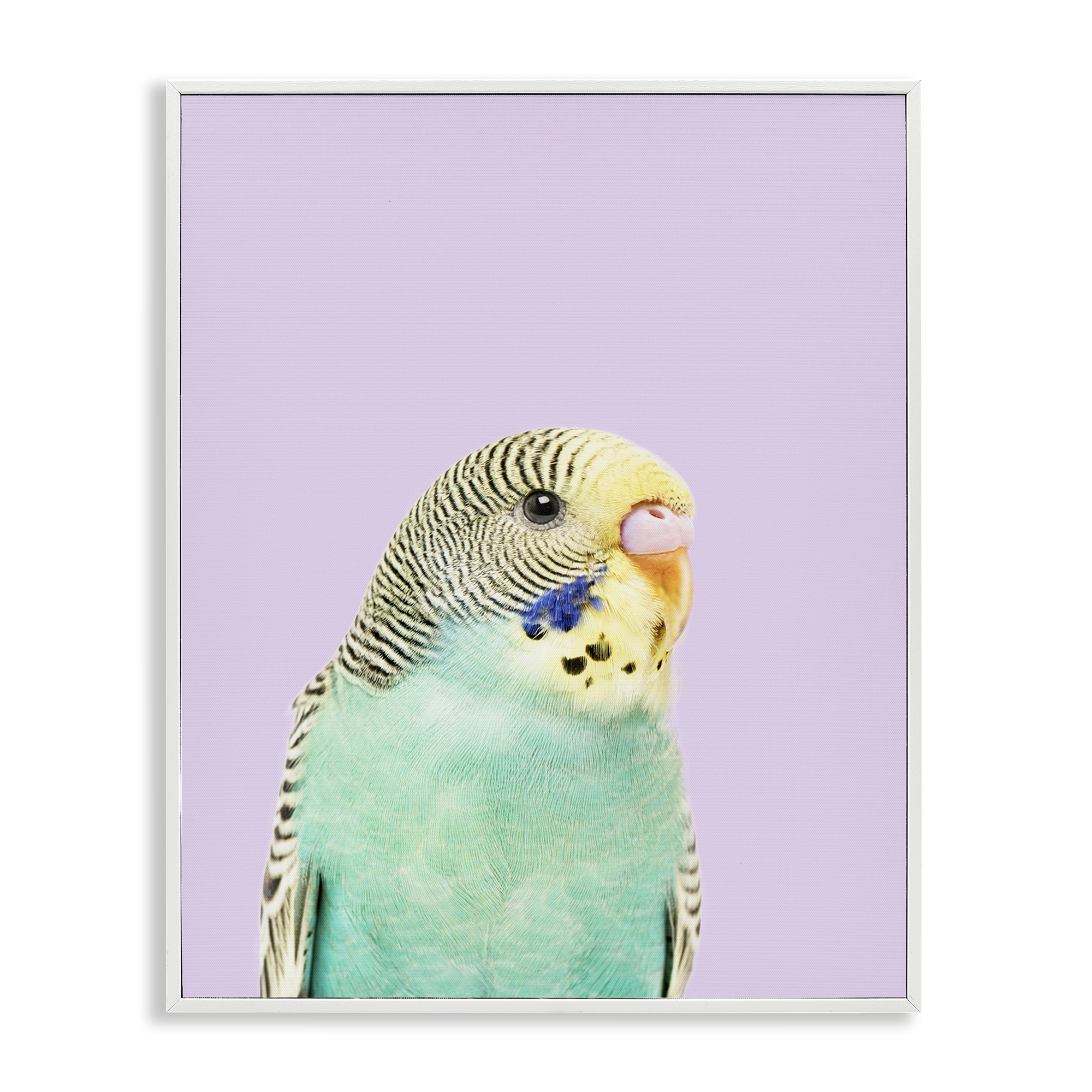 Stupell Industries Pastel Budgie Bird Animals Painting White Framed Art Print Wall Art, 24 x 30