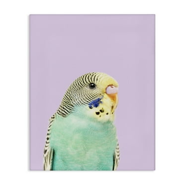 Stupell Industries Pastel Budgie Bird Animals Painting Wrapped Canvas Art Print Wall Art, 16 x 20