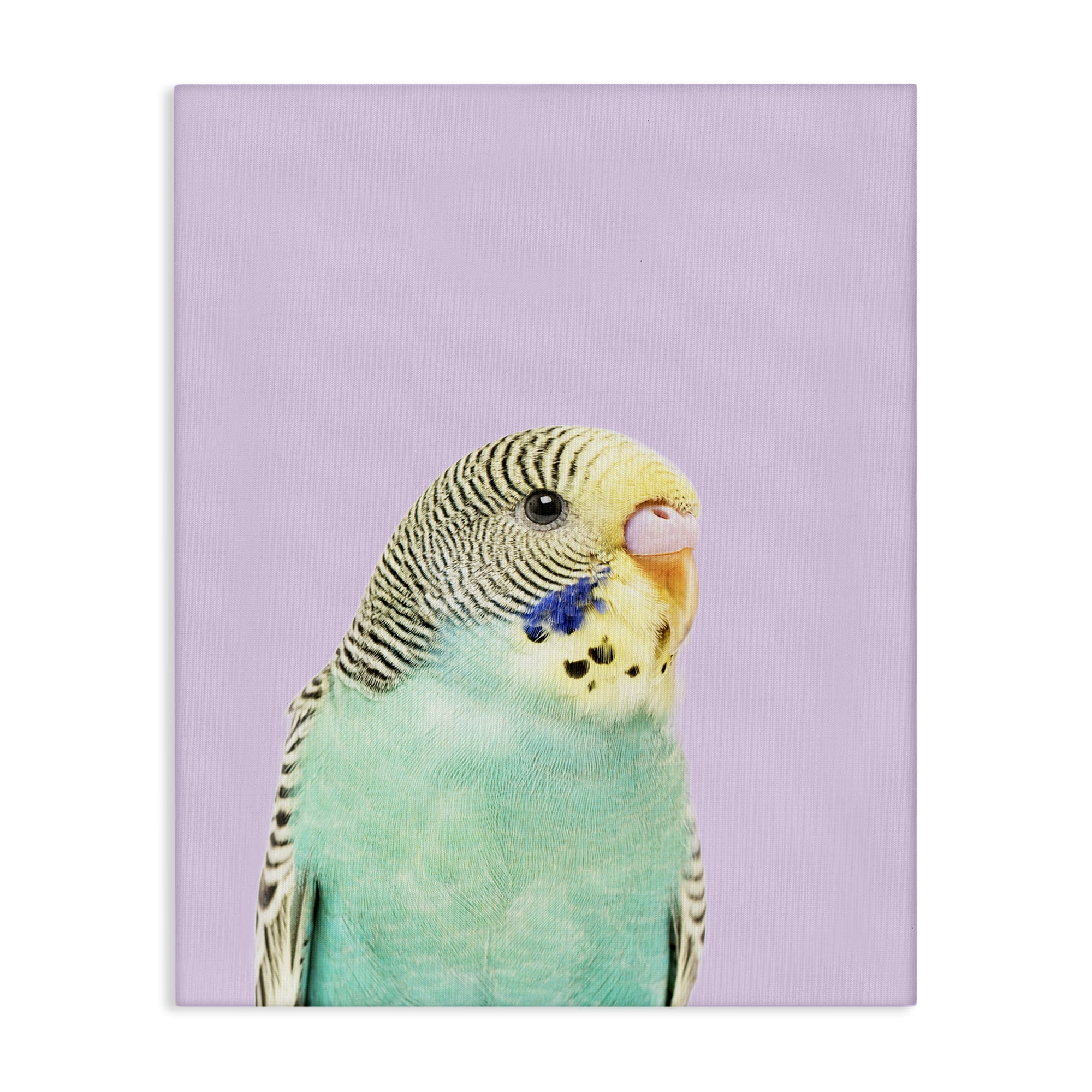 Stupell Industries Pastel Budgie Bird Animals Painting Wrapped Canvas Art Print Wall Art, 36 x 48