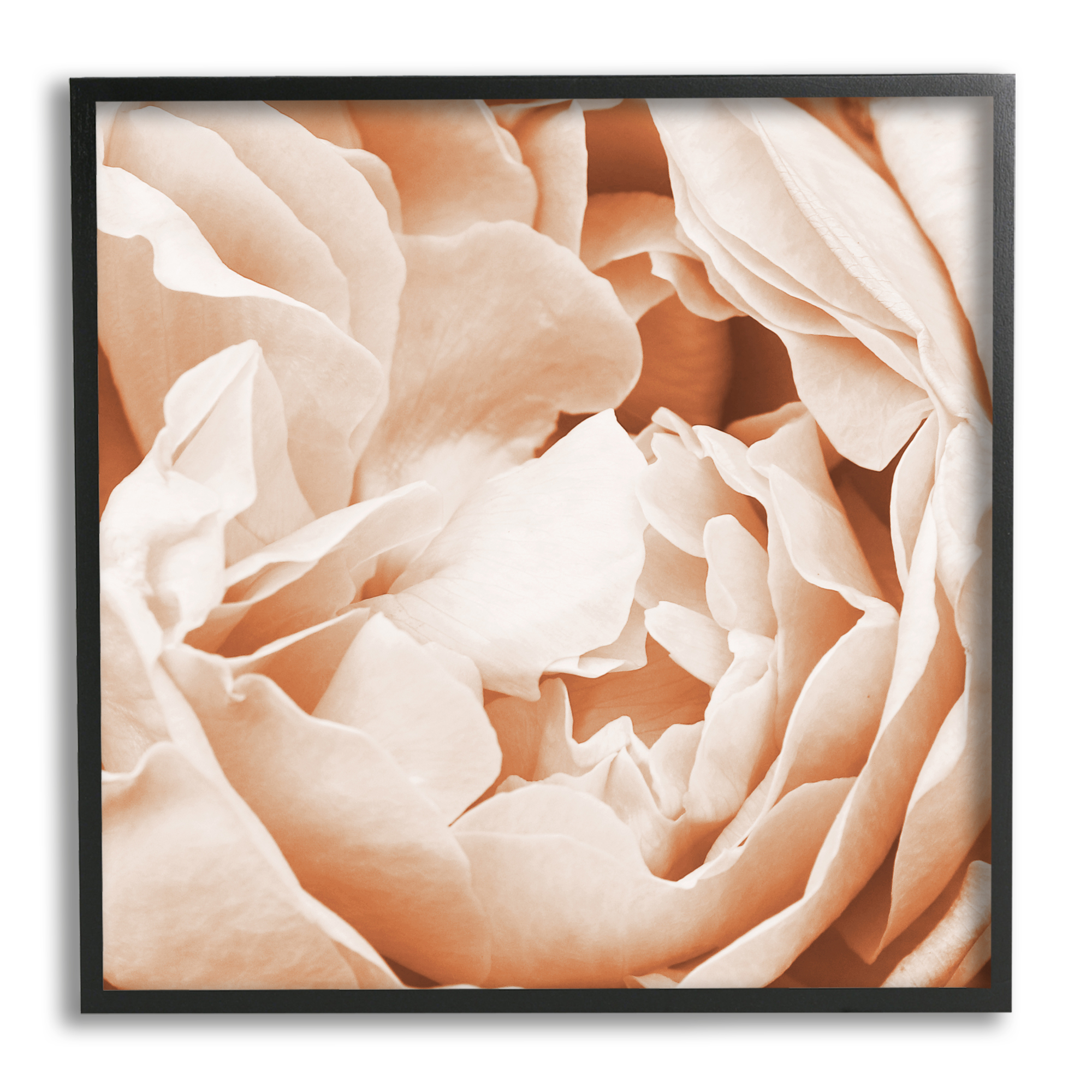 Stupell Industries Pastel Pink Peony Petals Botanical & Floral Photography Black Framed Art Print Wall Art, 24 x 24