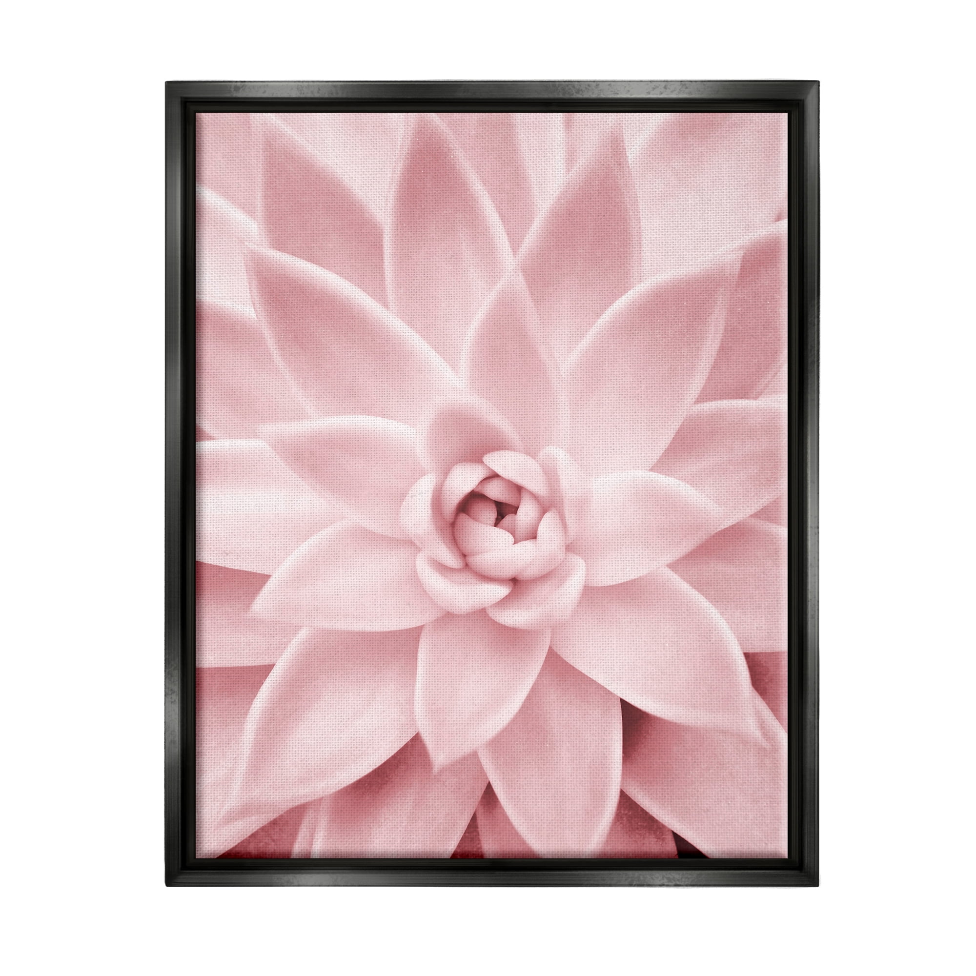 Stupell Industries Pastel Pink Succulent Botanical & Floral Photography Black Floater Framed Art Print Wall Art, 25 x 31